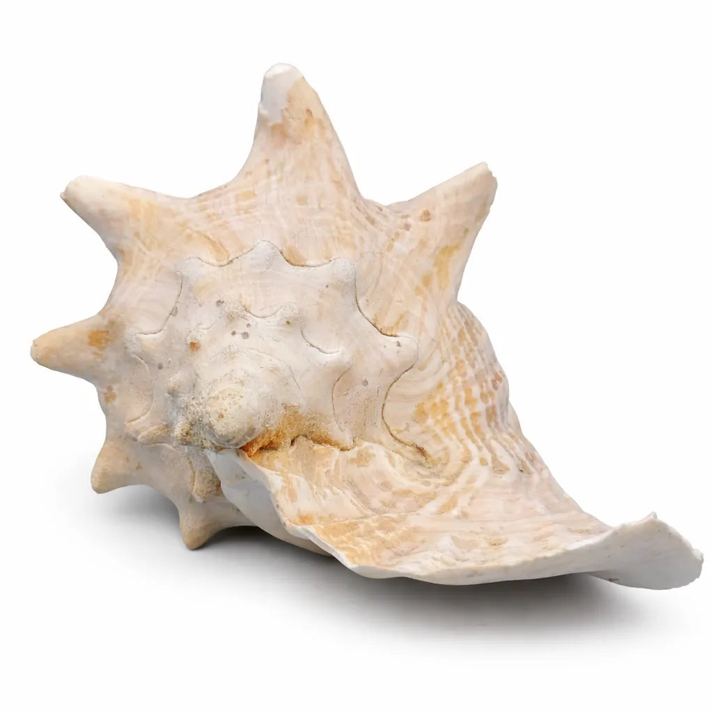 9" Pink Queen Conch Display Shell – NON PIERCED (Strombus Gigas)
