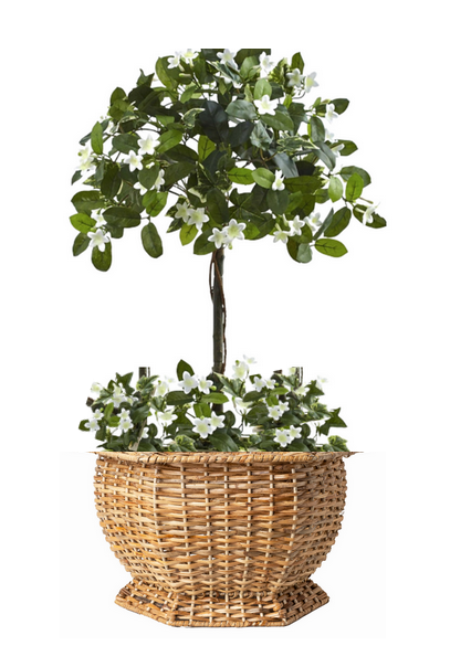 Potted plant with white flowers in a wicker basket on a white background