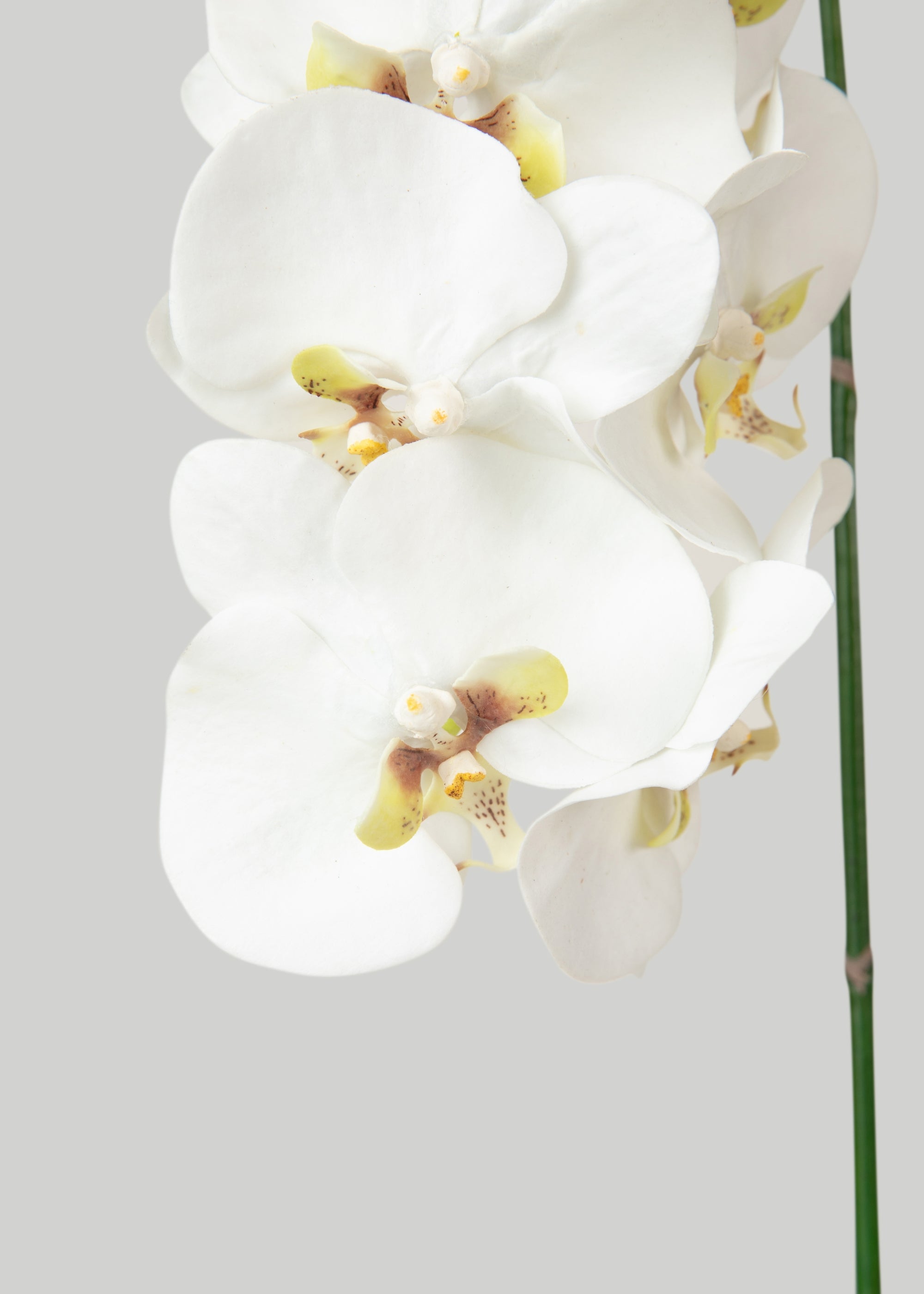 Faux White Blooming Phalaenopsis Orchids - 40"