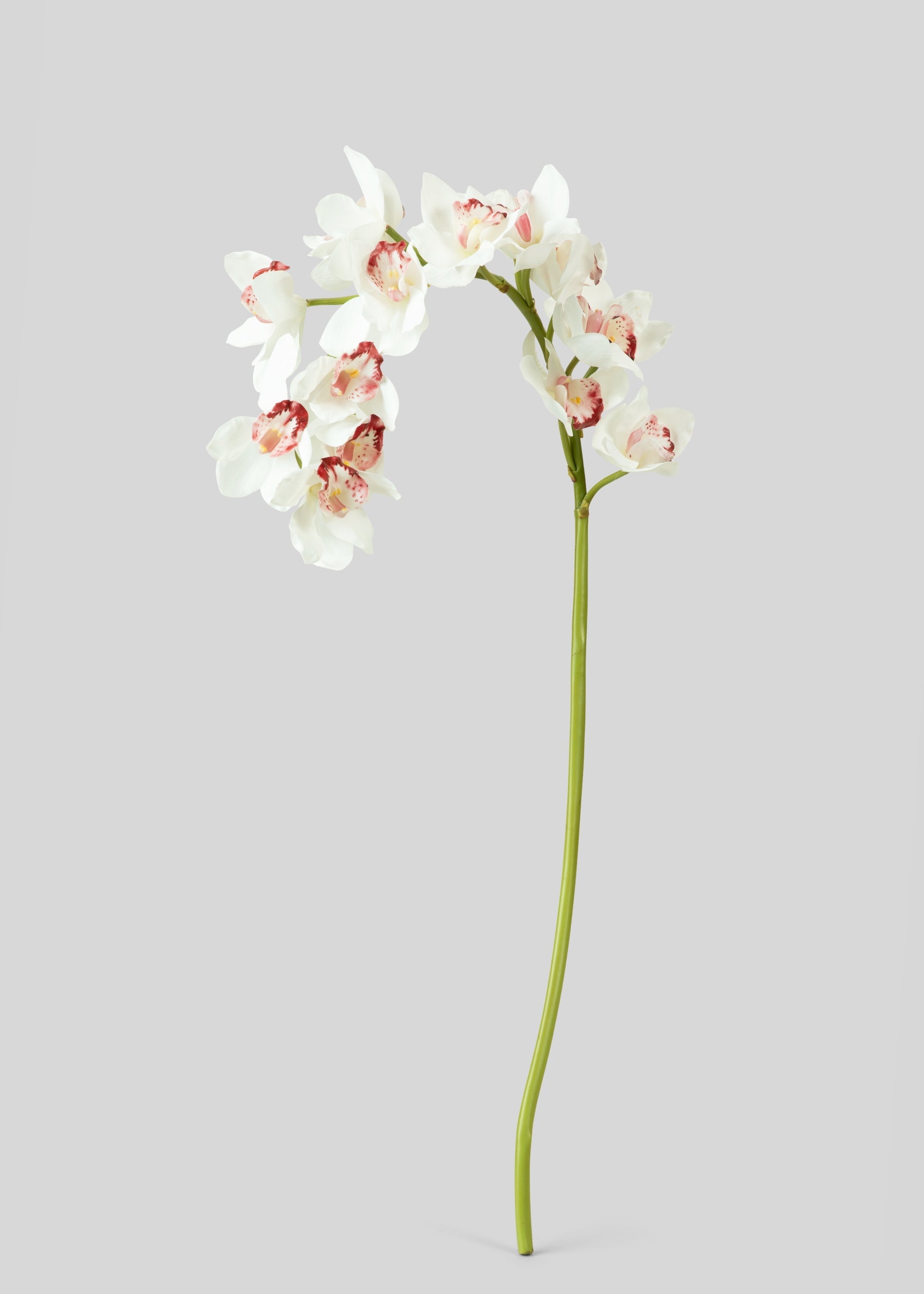 Large Natural Touch Cymbidium Orchid in White - 45"