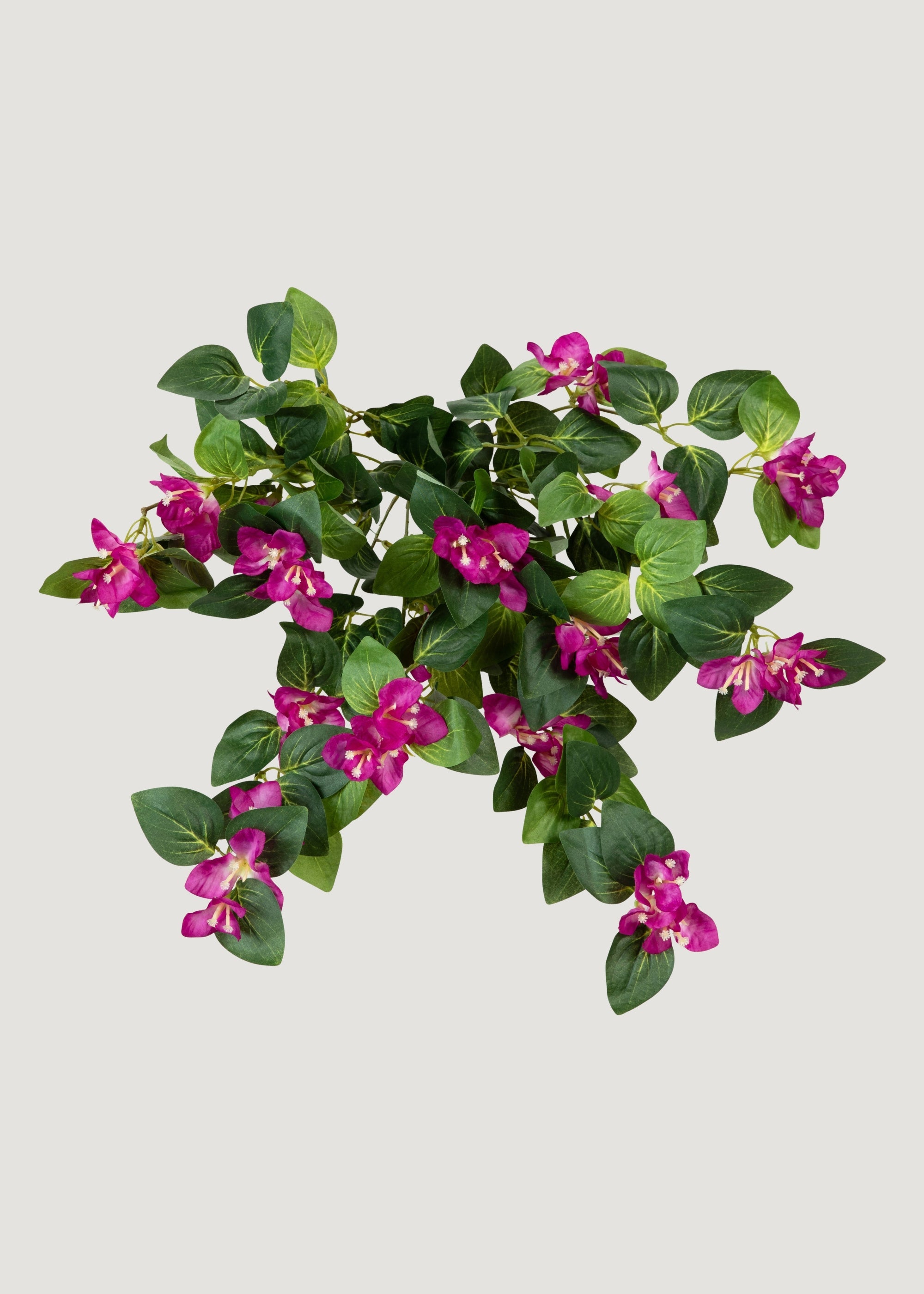 hanging bougainvillea plant 25" Hanging Magenta Bouganvilla Plant