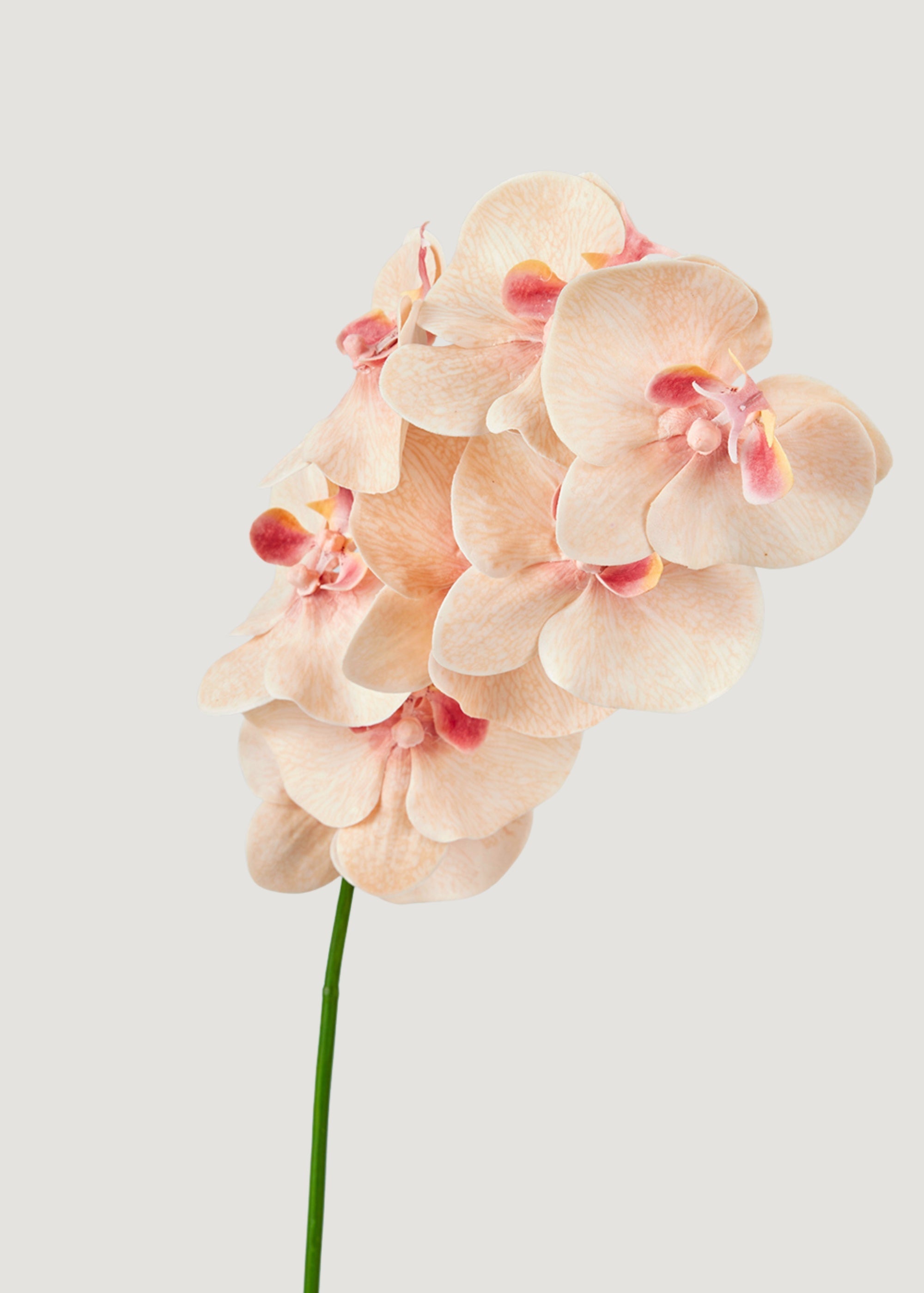 Fake Blooming Phalaenopsis Orchids in Peach Pink - 40"