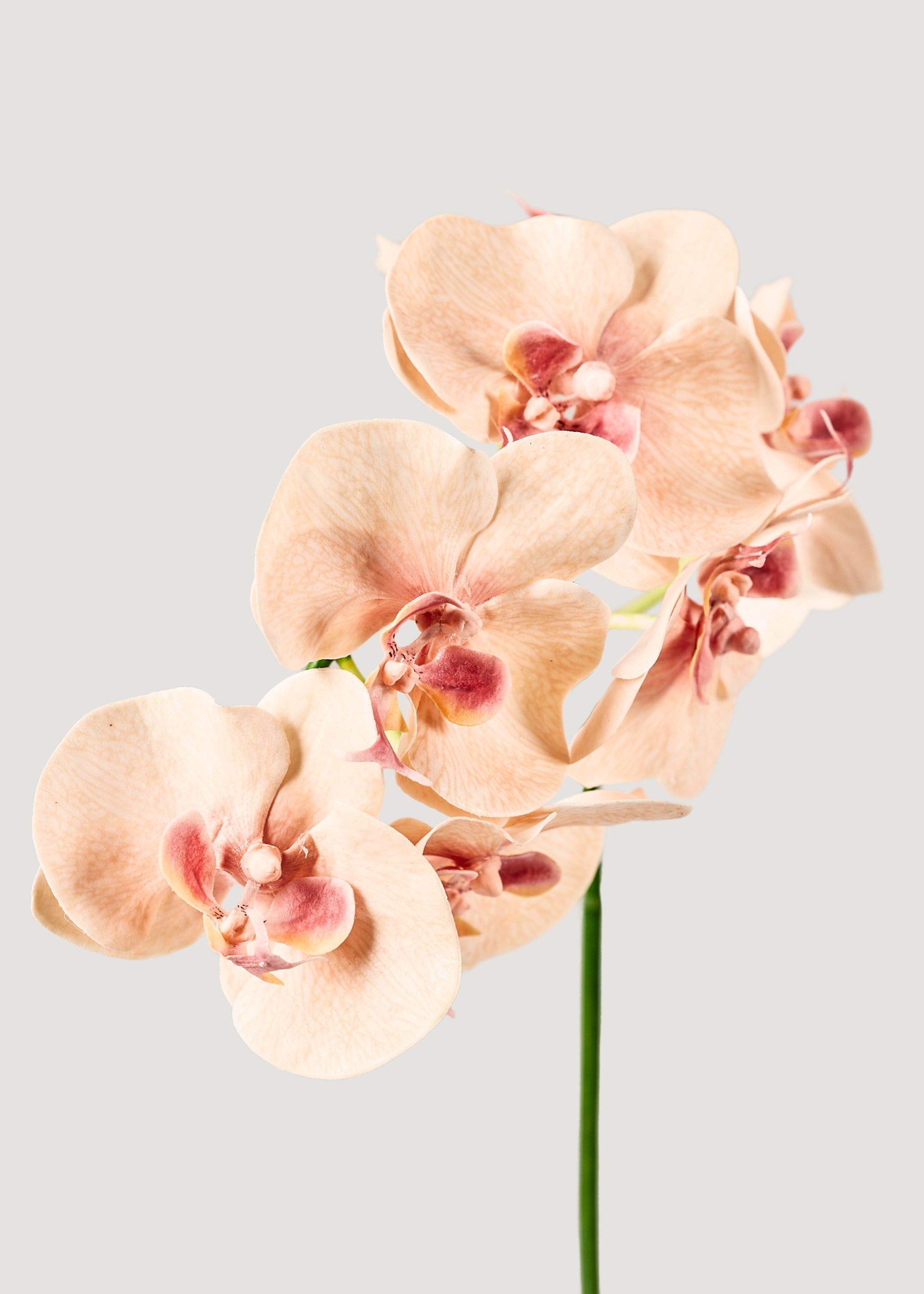 Fake Blooming Phalaenopsis Orchids in Peach Pink - 40"
