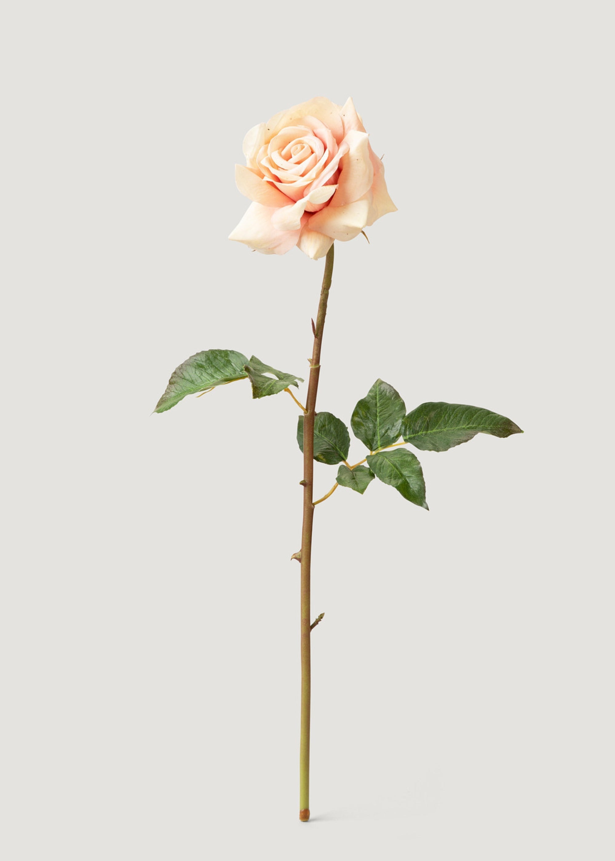 Real Touch Artificial Duchess Rose in Peach Dust- 20"