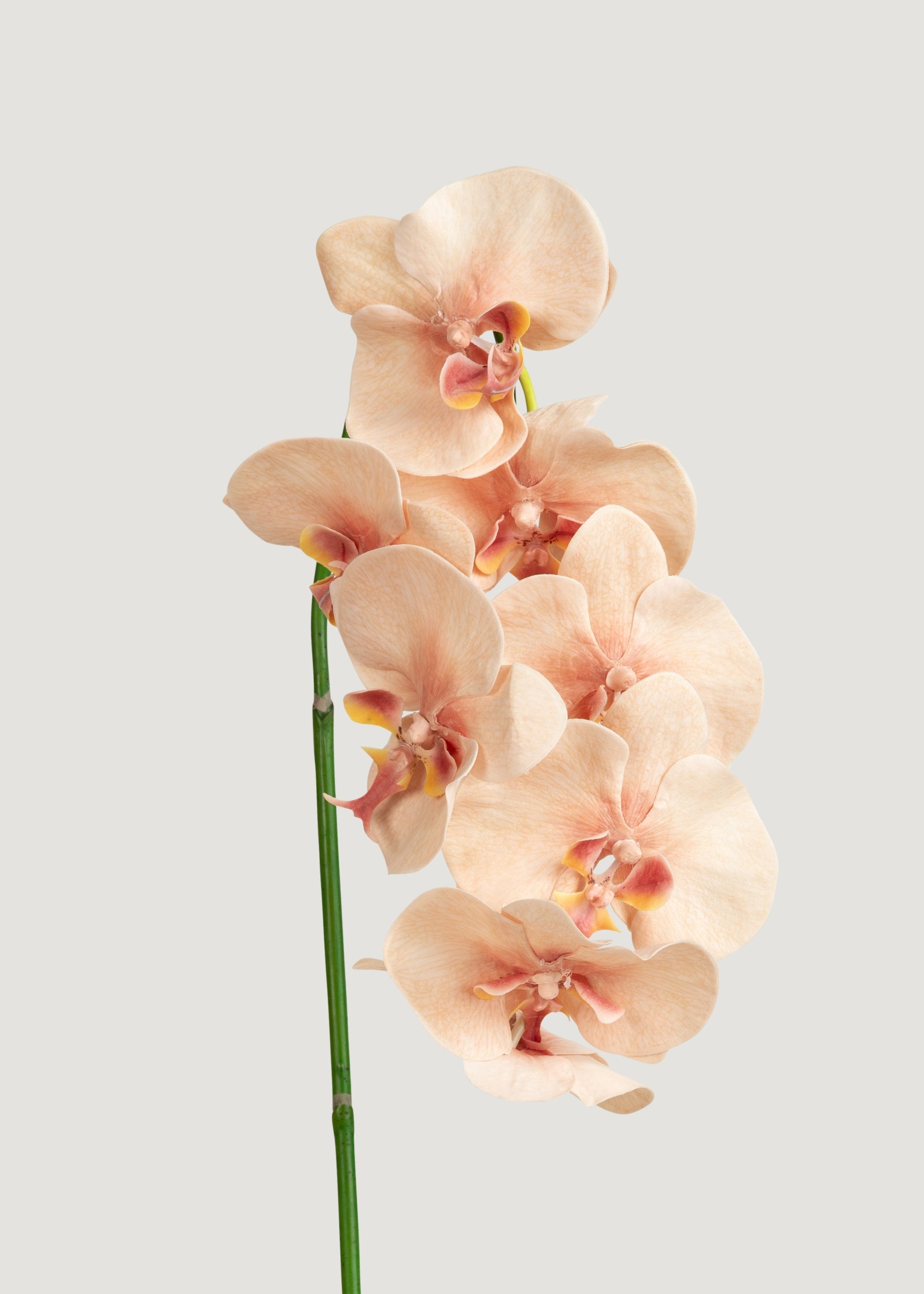 Fake Blooming Phalaenopsis Orchids in Peach Pink - 40"