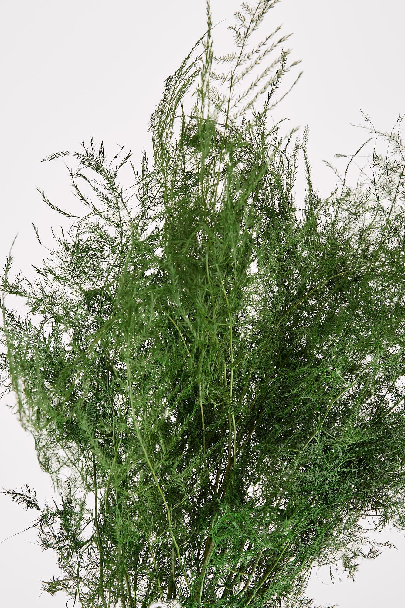 Preserved Asparagus Plumosus Fern - 12"-28"