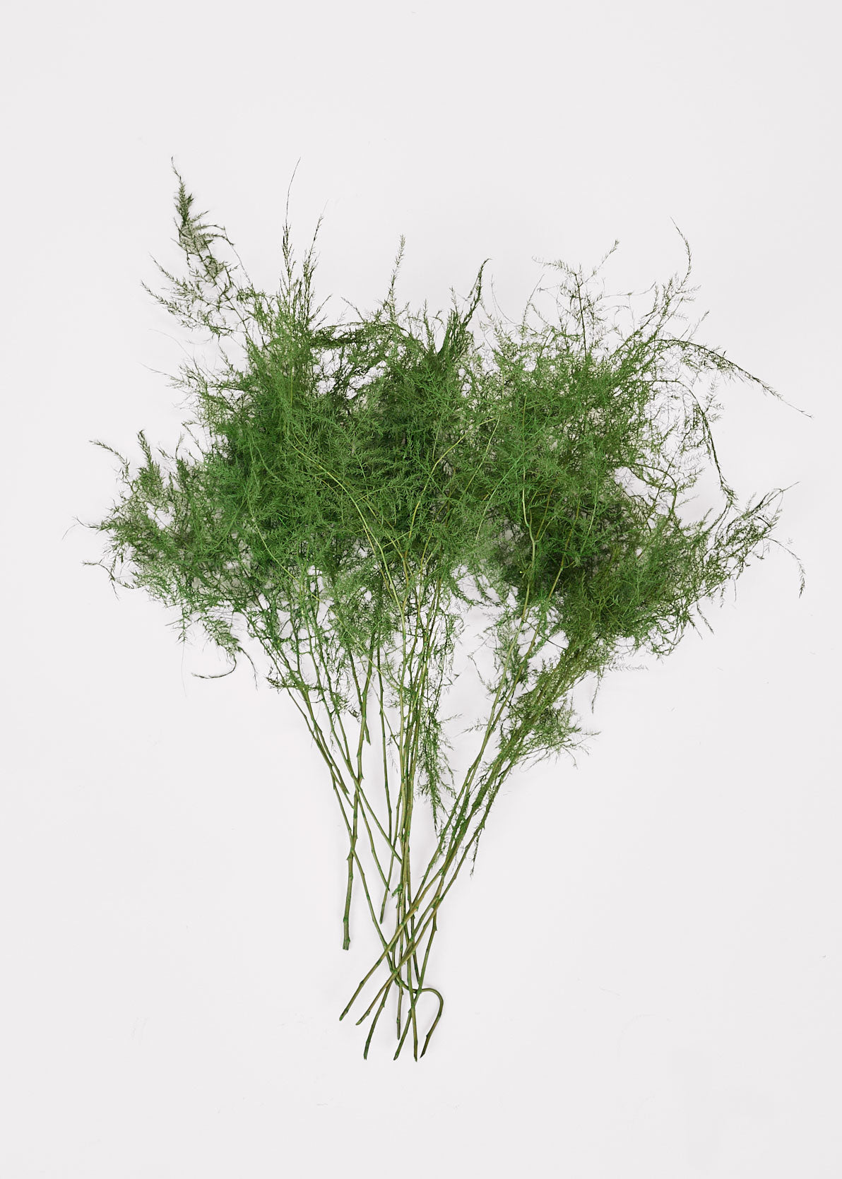 Preserved Asparagus Plumosus Fern - 12"-28"