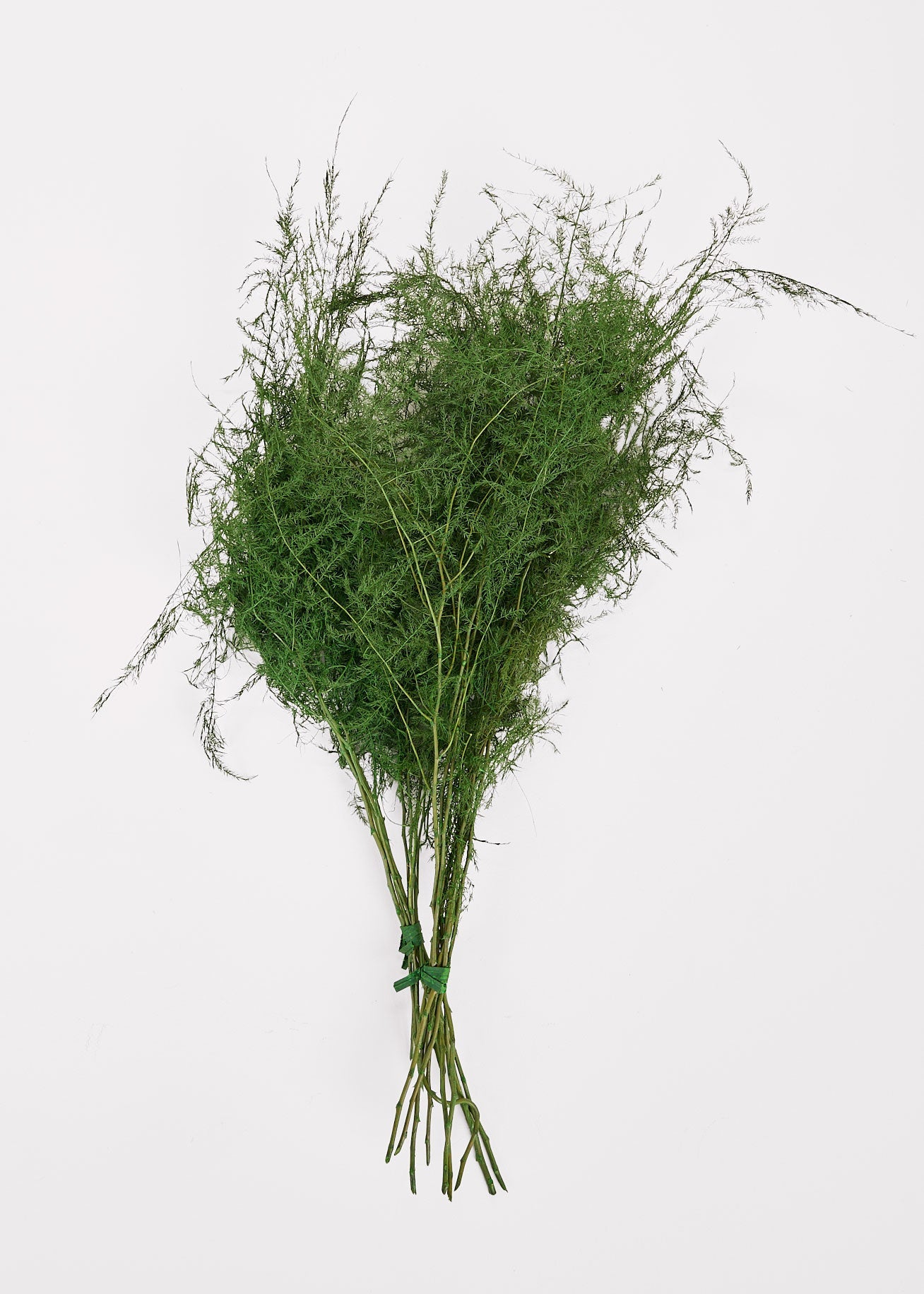 Preserved Asparagus Plumosus Fern - 12"-28"