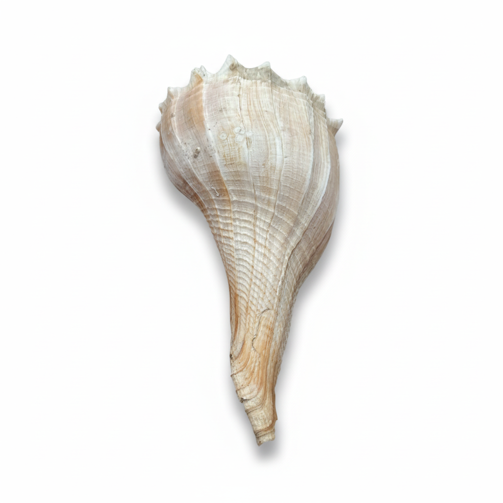 Vertical profile of a natural, genuine, large 10 inch lightning whelk shell on a white background
