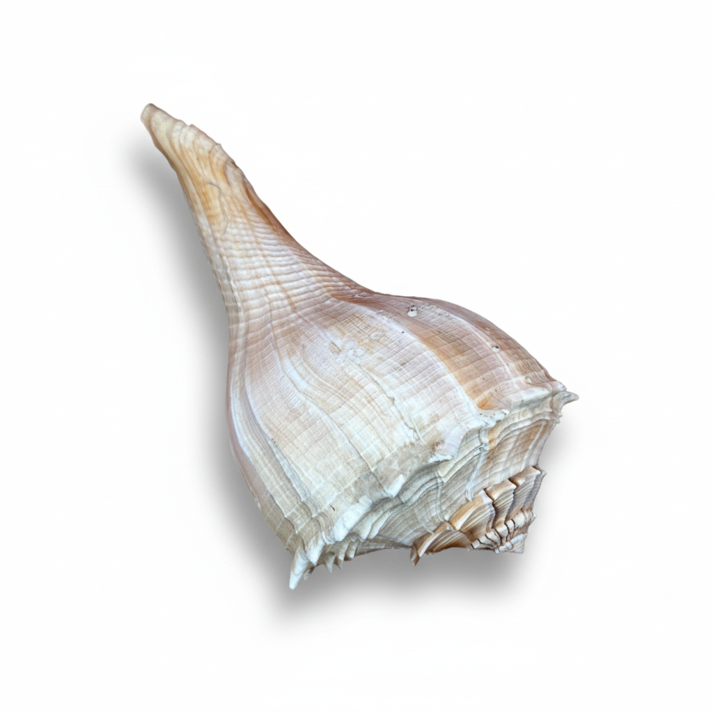 Side view of a large natural genuine lightning whelk shell on a white background