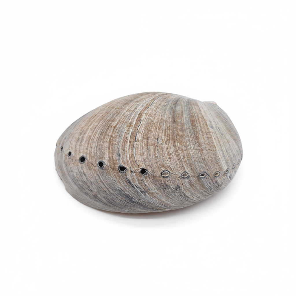 Side profile view of a genuine natural Black Abalone Shell Display – Haliotis cracherodii 5.1" with small holes on a white background