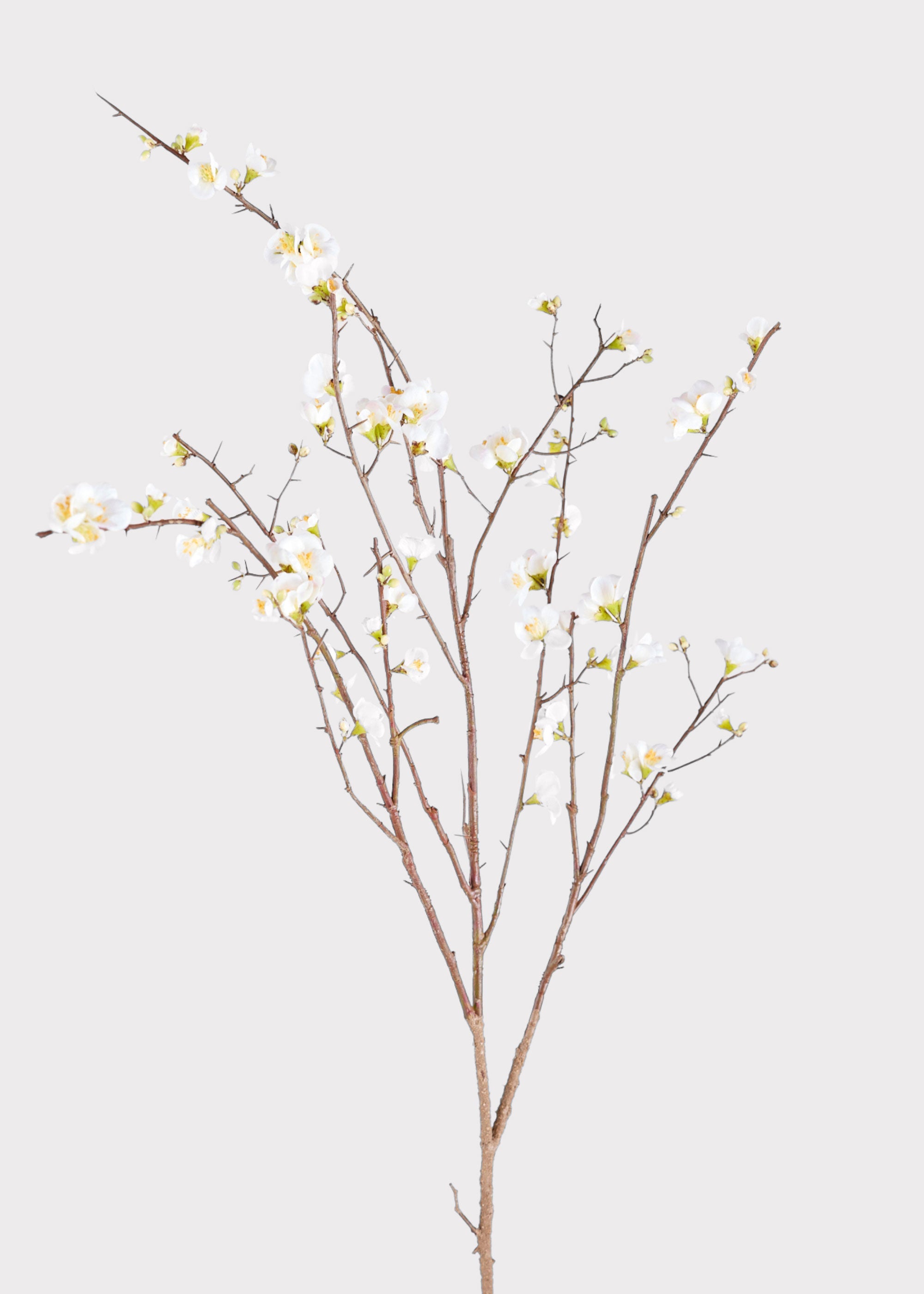 SAVE - Faux Quince Blossom Branch in Cream - 54"