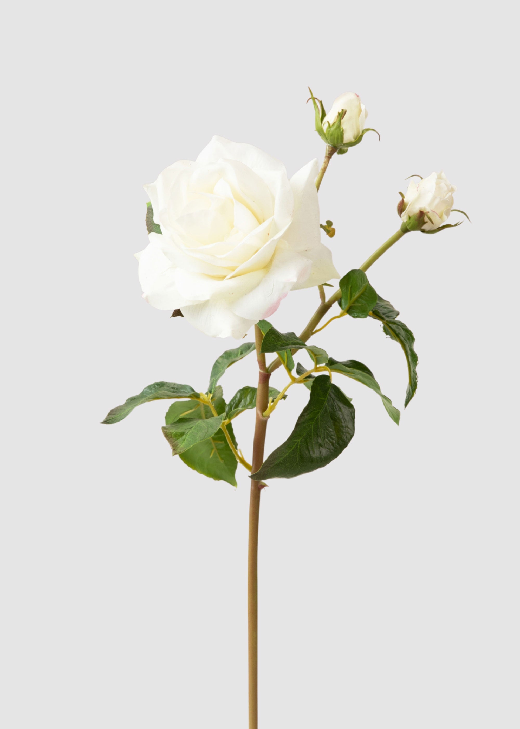 SAVE - Cream White Real Touch Juliet English Rose - 22"