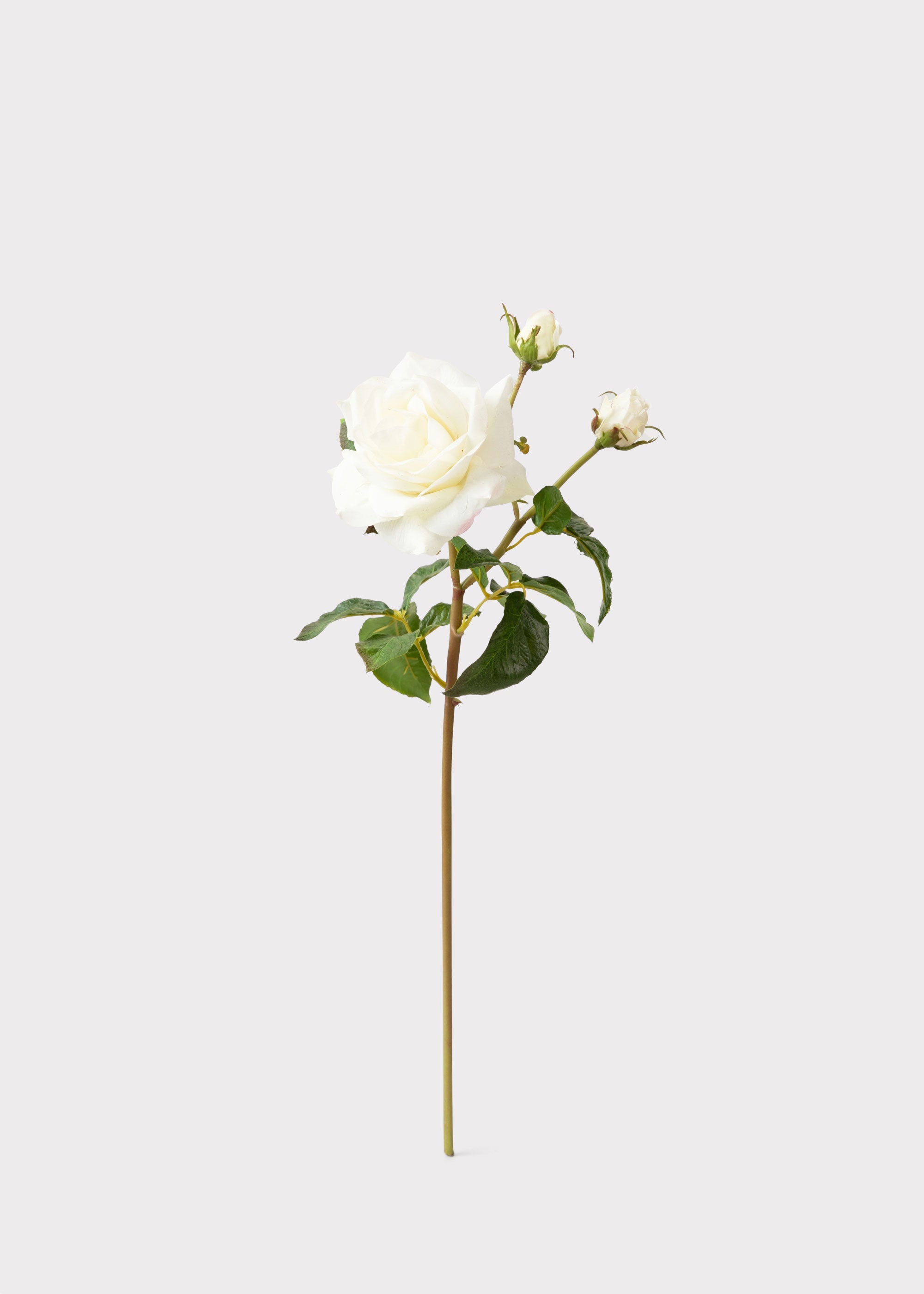SAVE - Cream White Real Touch Juliet English Rose - 22"