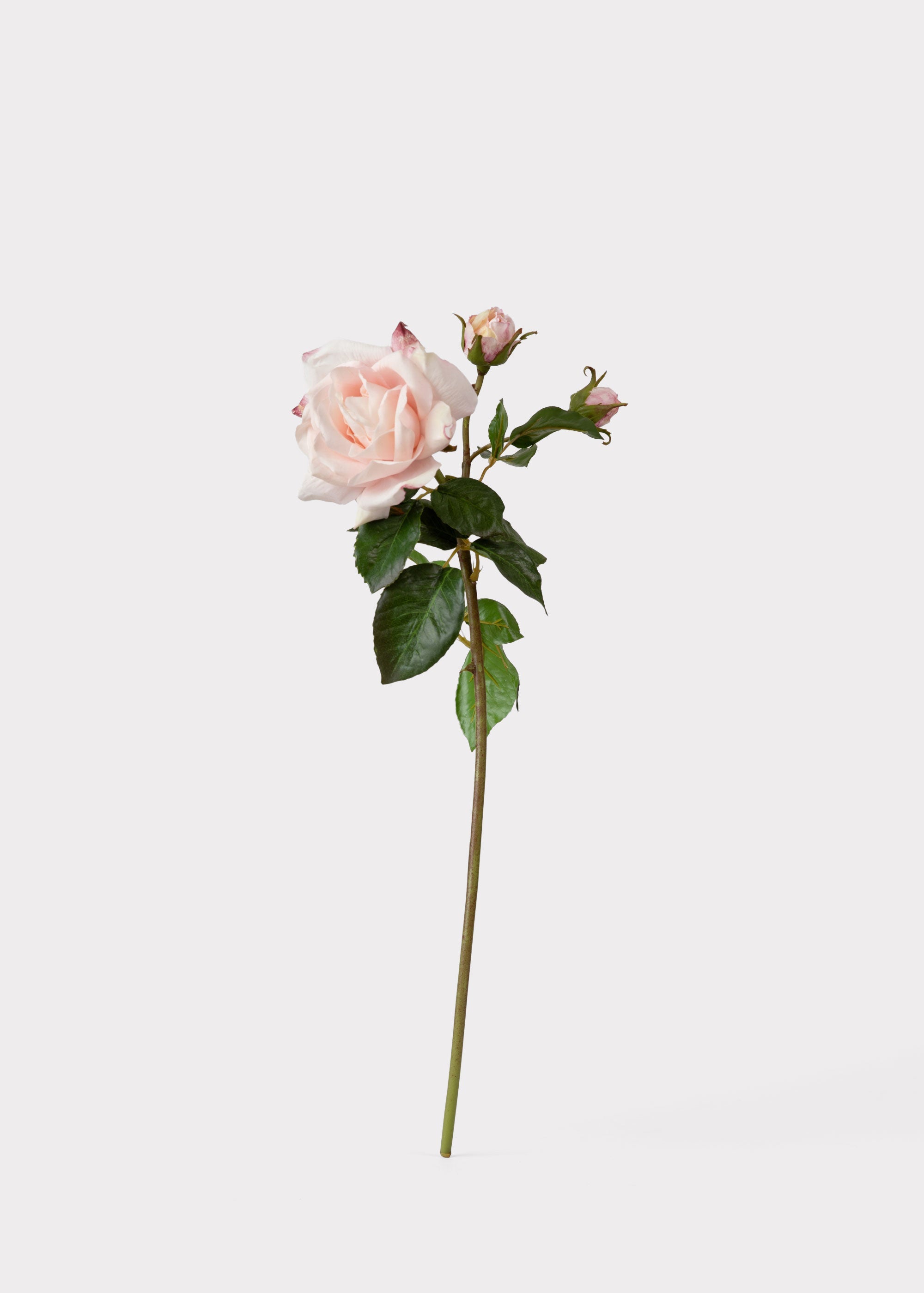 Soft Pink Real Touch Fake Juliet English Rose - 22"