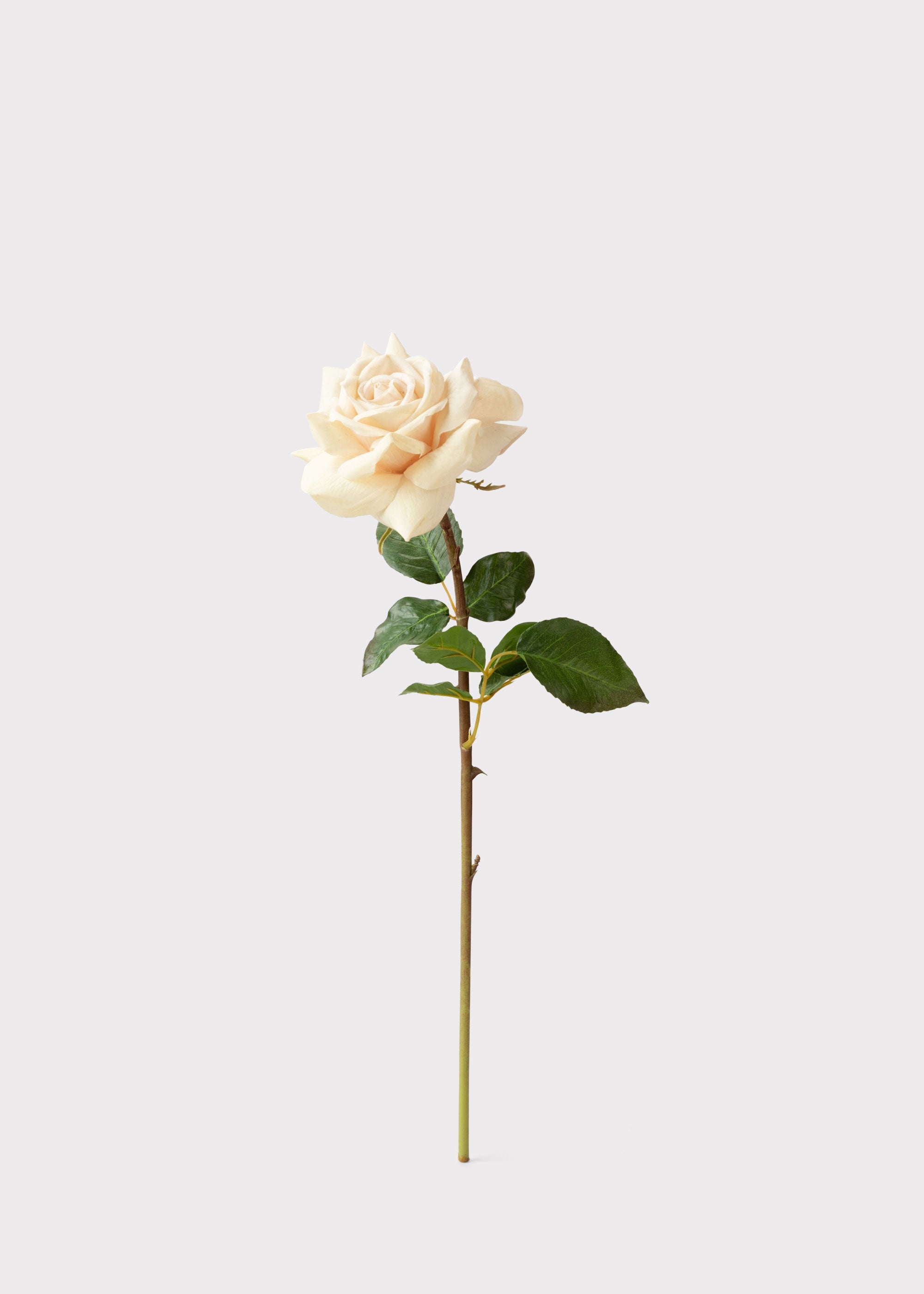 Beige Real Touch Duchess Rose Fake Flower - 20"