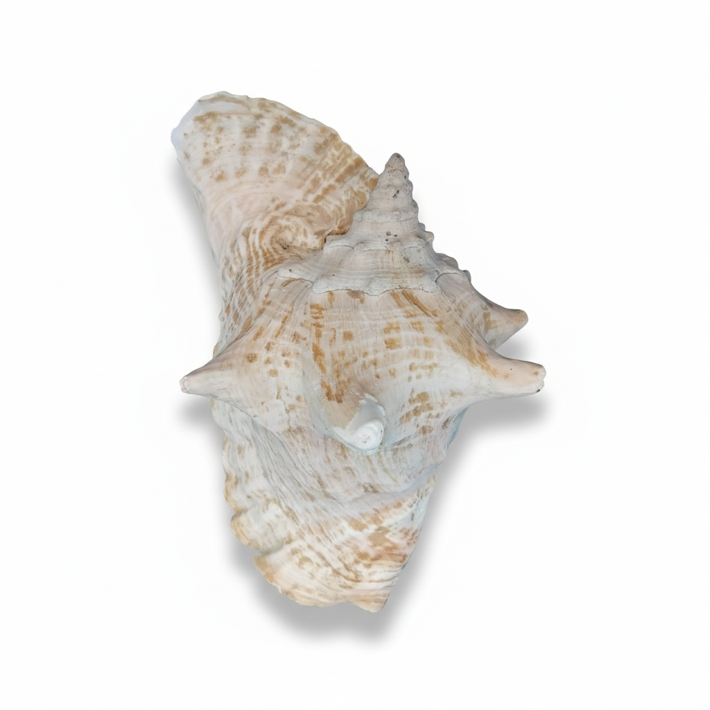 Overhead view of a 9" Pink Queen Conch Display Shell – NON PIERCED (Strombus Gigas) on a white background