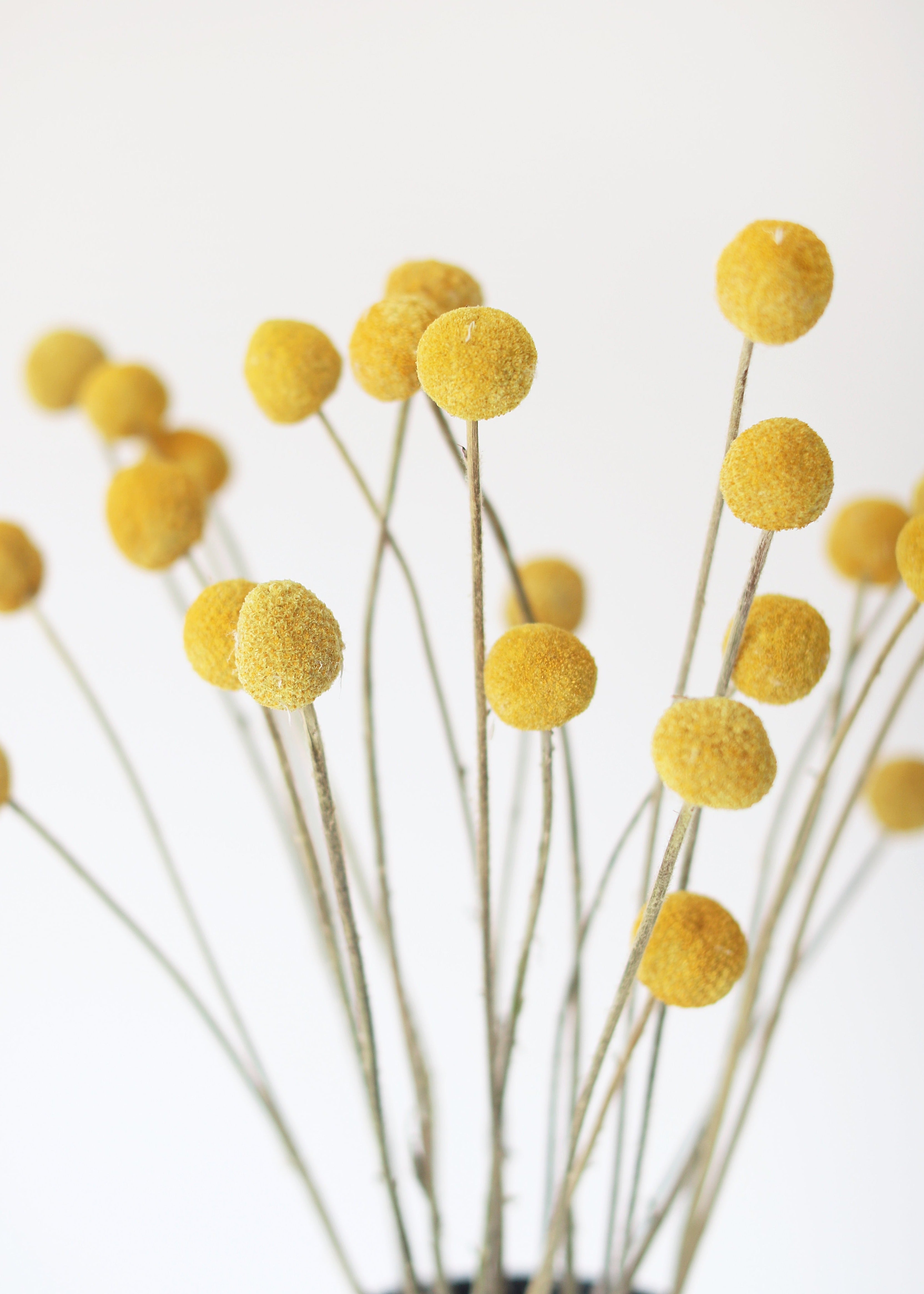 Bundle of 25 Dried Craspedia Billy Buttons - 18-26"