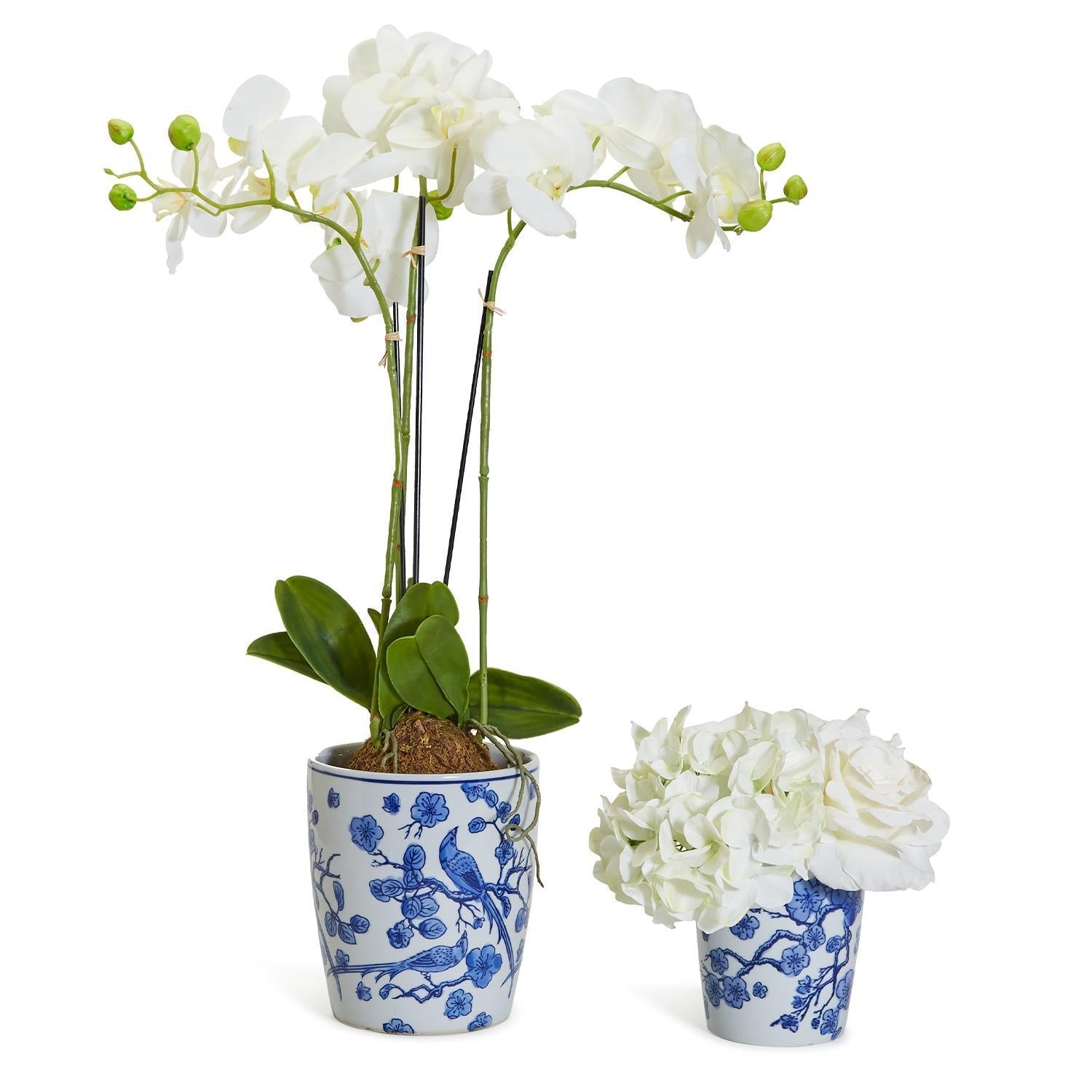 White orchid in a blue and white pot with another smaller plant in a similar pot on a white background
