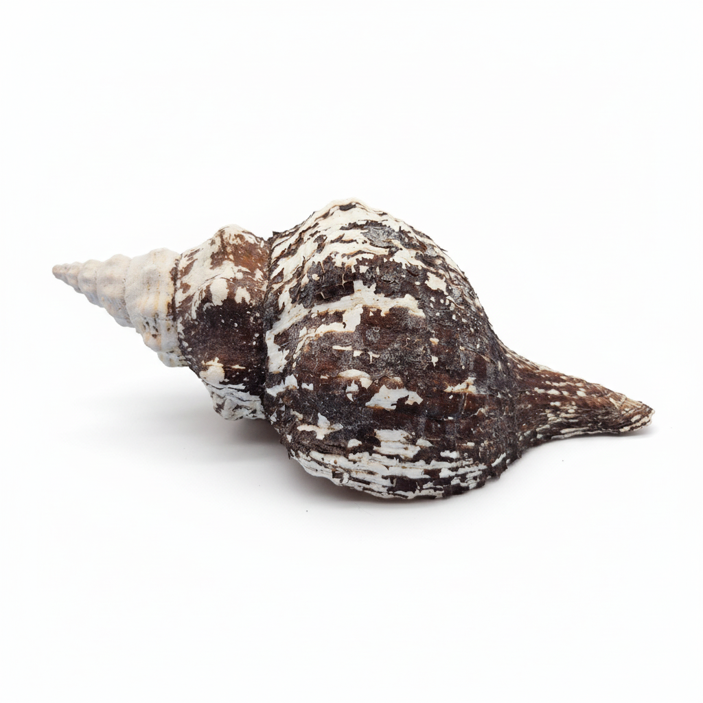 Horse Conch Shell 11" Triplofusus giganteus Dark Textured Coastal Display
