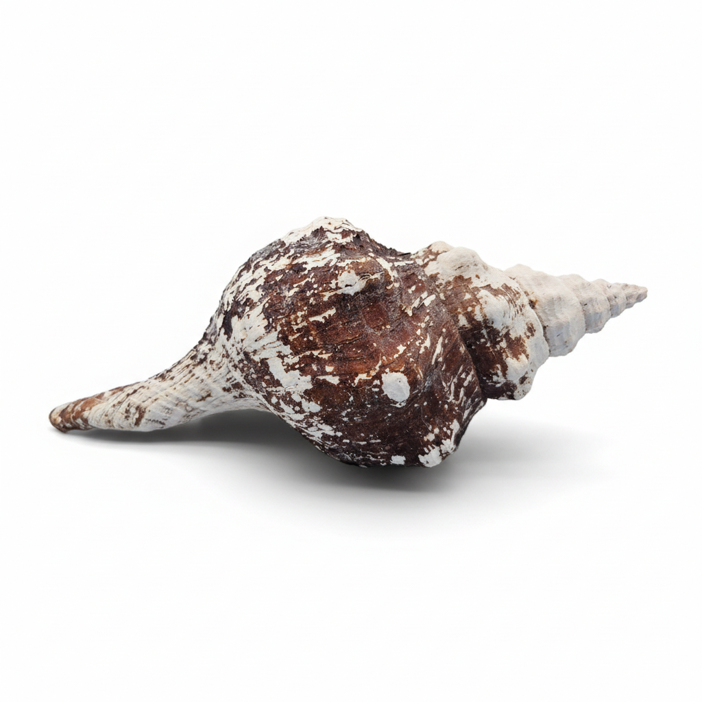 Horse Conch Shell 11" Triplofusus giganteus Dark Textured Coastal Display