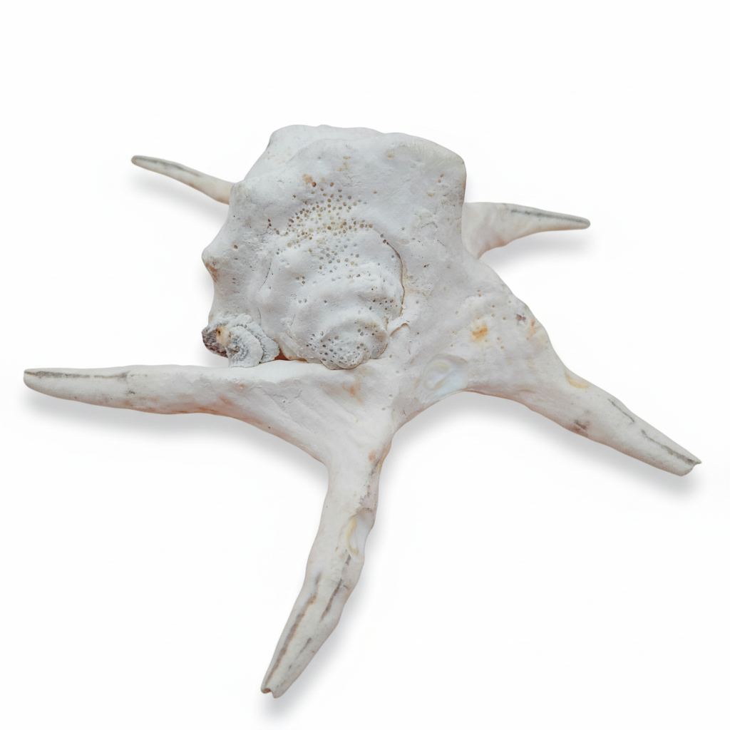 Lambis Chiragra Harpago Spider Conch Shell 9" | Coastal Display Specimen