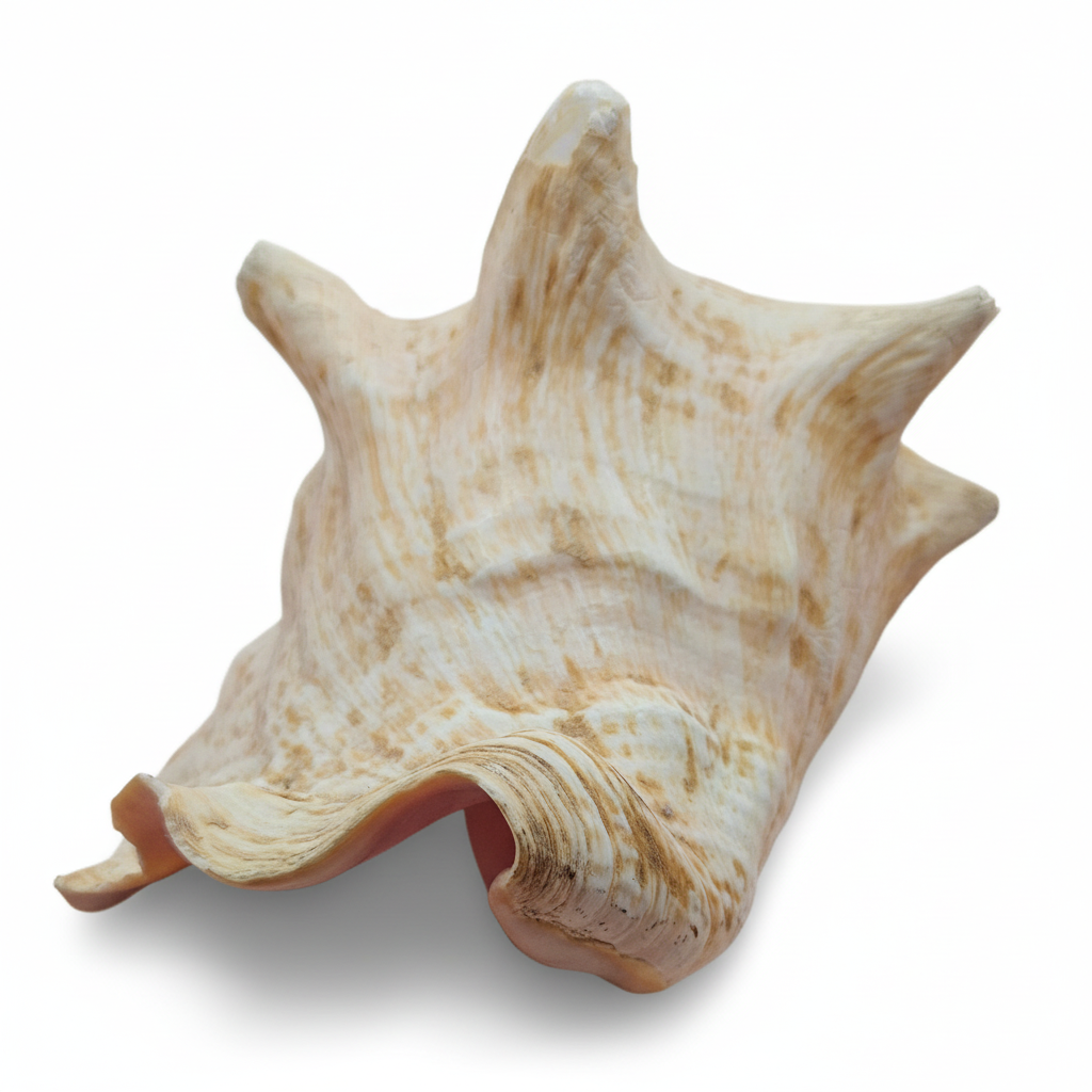Large shell with a textured surface on a white background