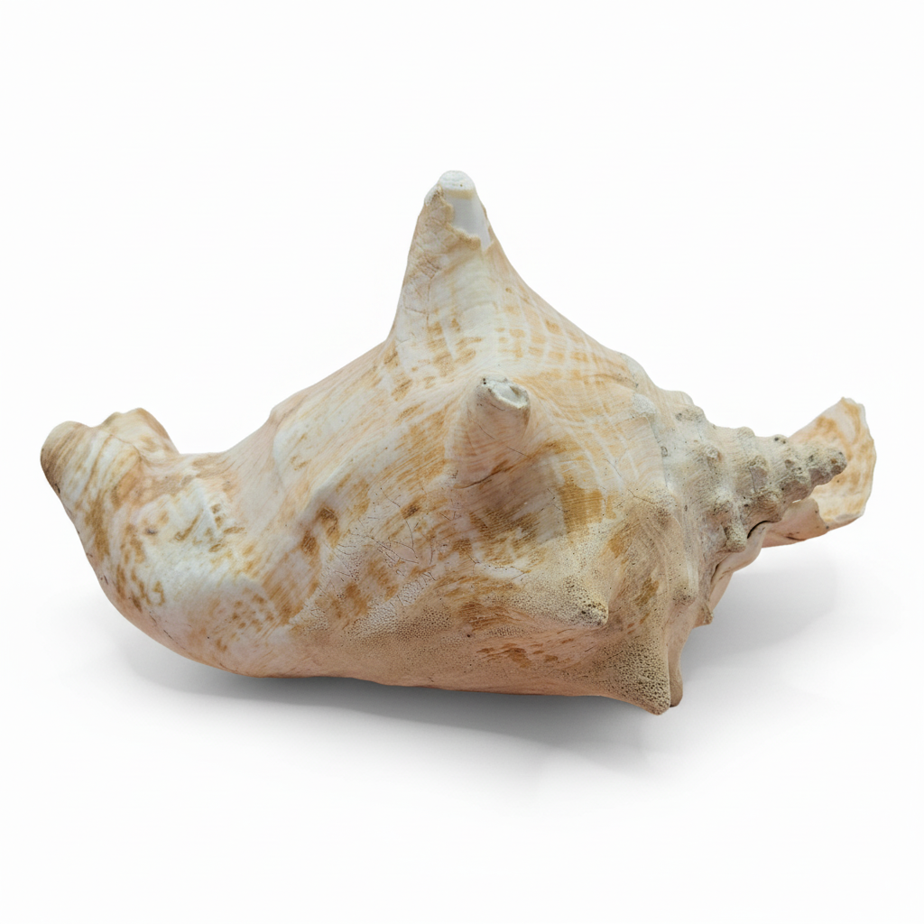 Large seashell on a white background