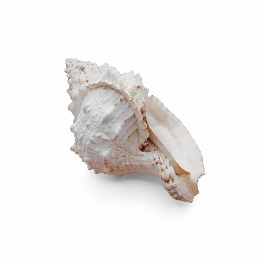 Side view of a white conch seashell on a white background