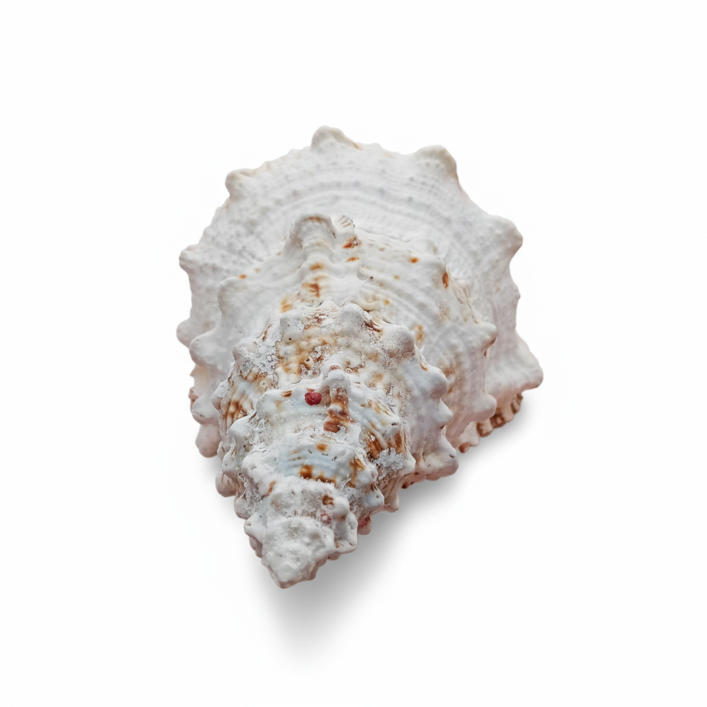 White and brown shell on a white background