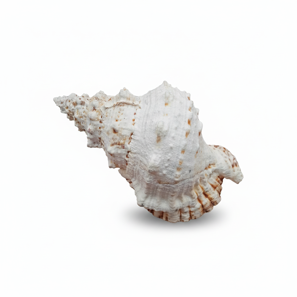 White and brown seashell on a white background