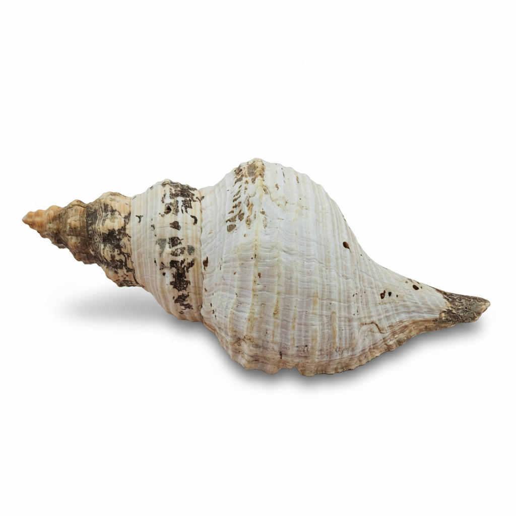 Large Horse Conch Shell – 10" Natural Coastal Display Shell
