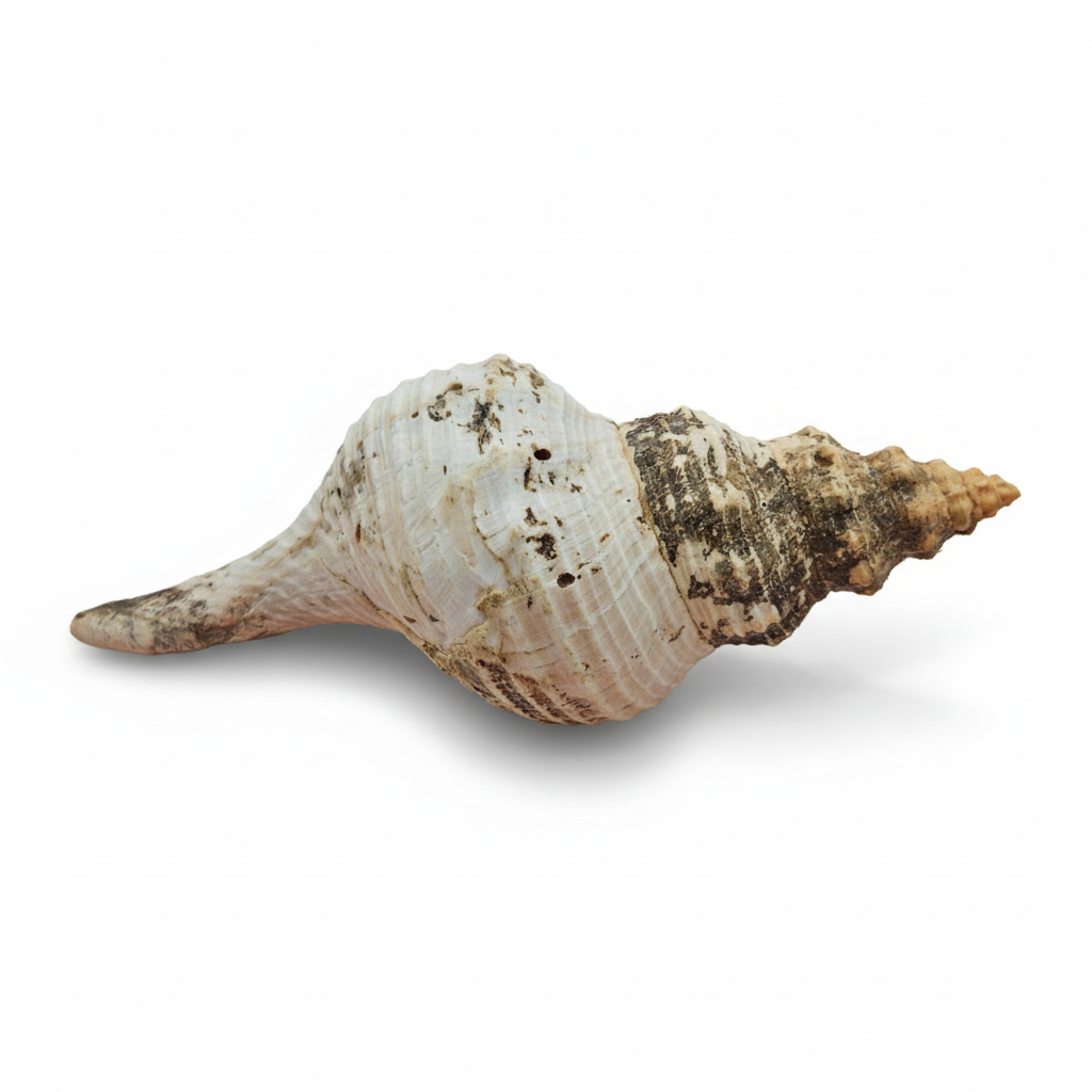 Large Horse Conch Shell – 10" Natural Coastal Display Shell