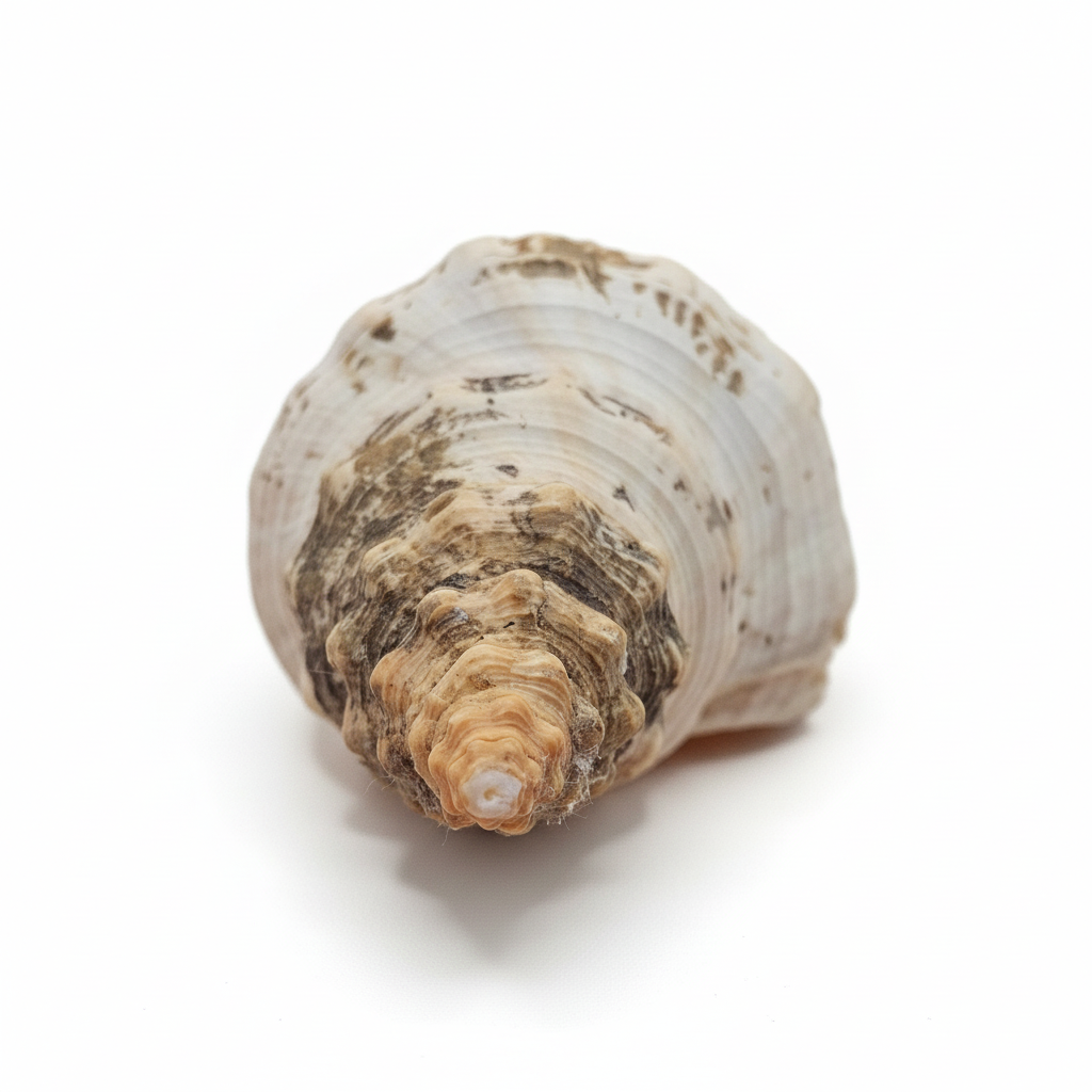 Large Horse Conch Shell – 10" Natural Coastal Display Shell