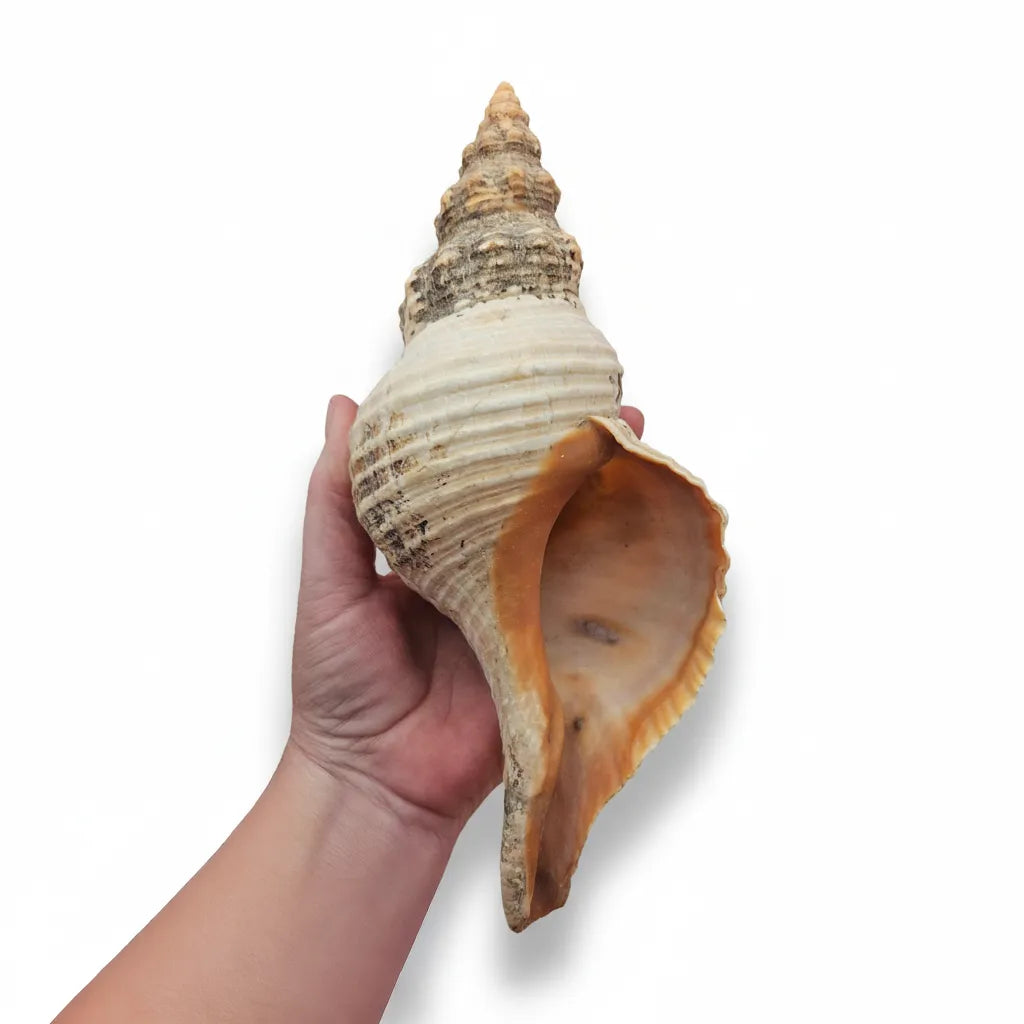 Large Horse Conch Shell – 10" Natural Coastal Display Shell