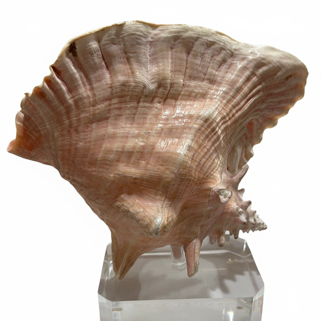 Large conch shell on a clear stand against a white background