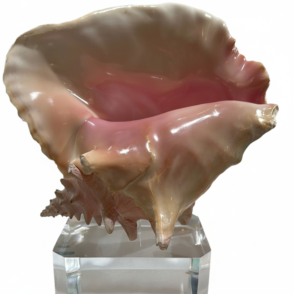 Large pink and brown conch shell on a clear stand with a white background