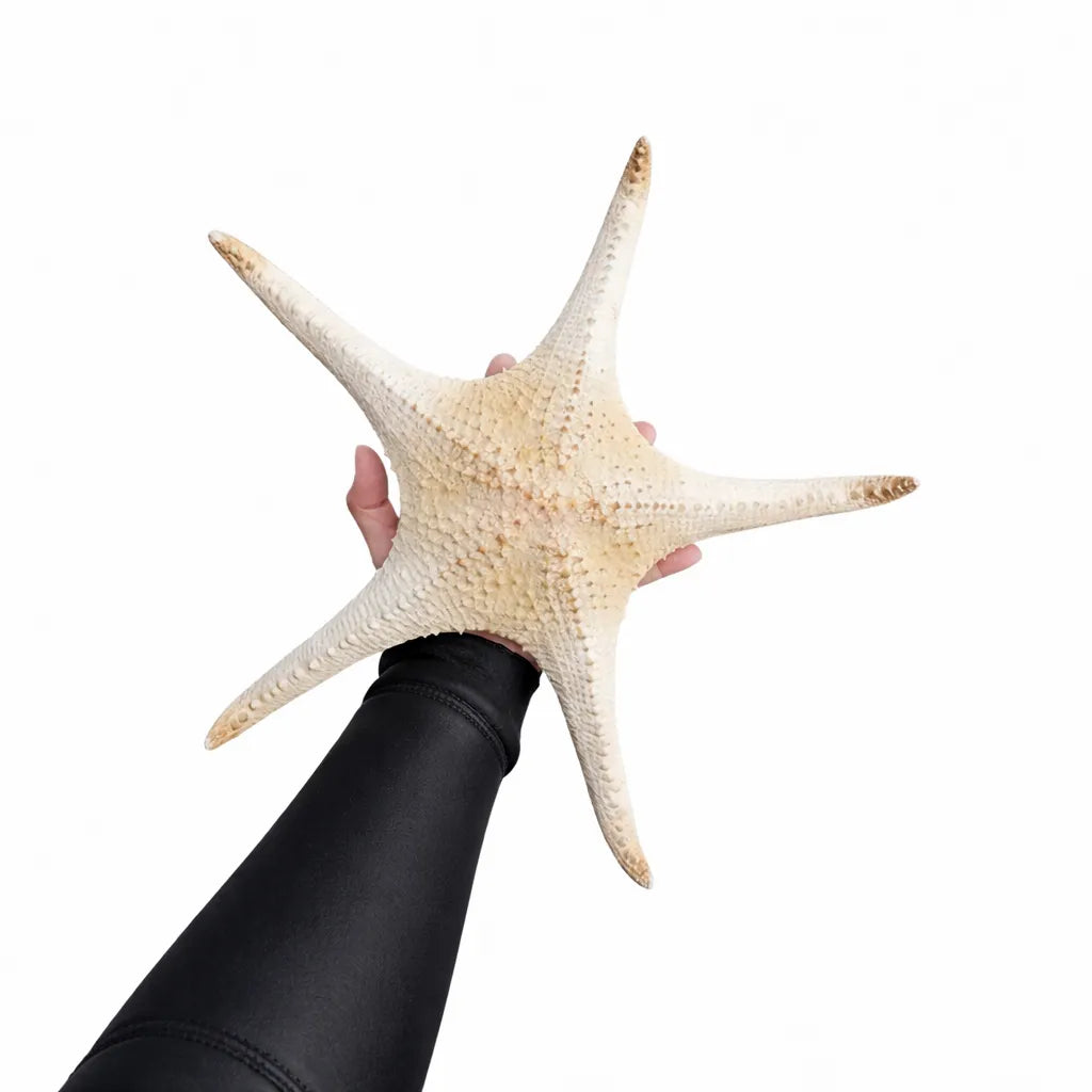 Person holding a large pink tip starfish against a white background