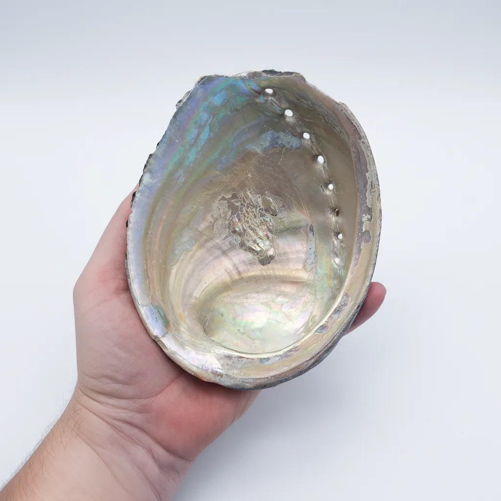 Hand holding a large Black Abalone Shell Display – Haliotis cracherodii 5.1" on a white background