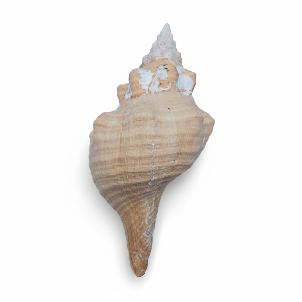 Rare Apricot Horse Conch Display Shell – Premium Coastal Home Decor Specimen 11" (Triplofusus giganteus)
