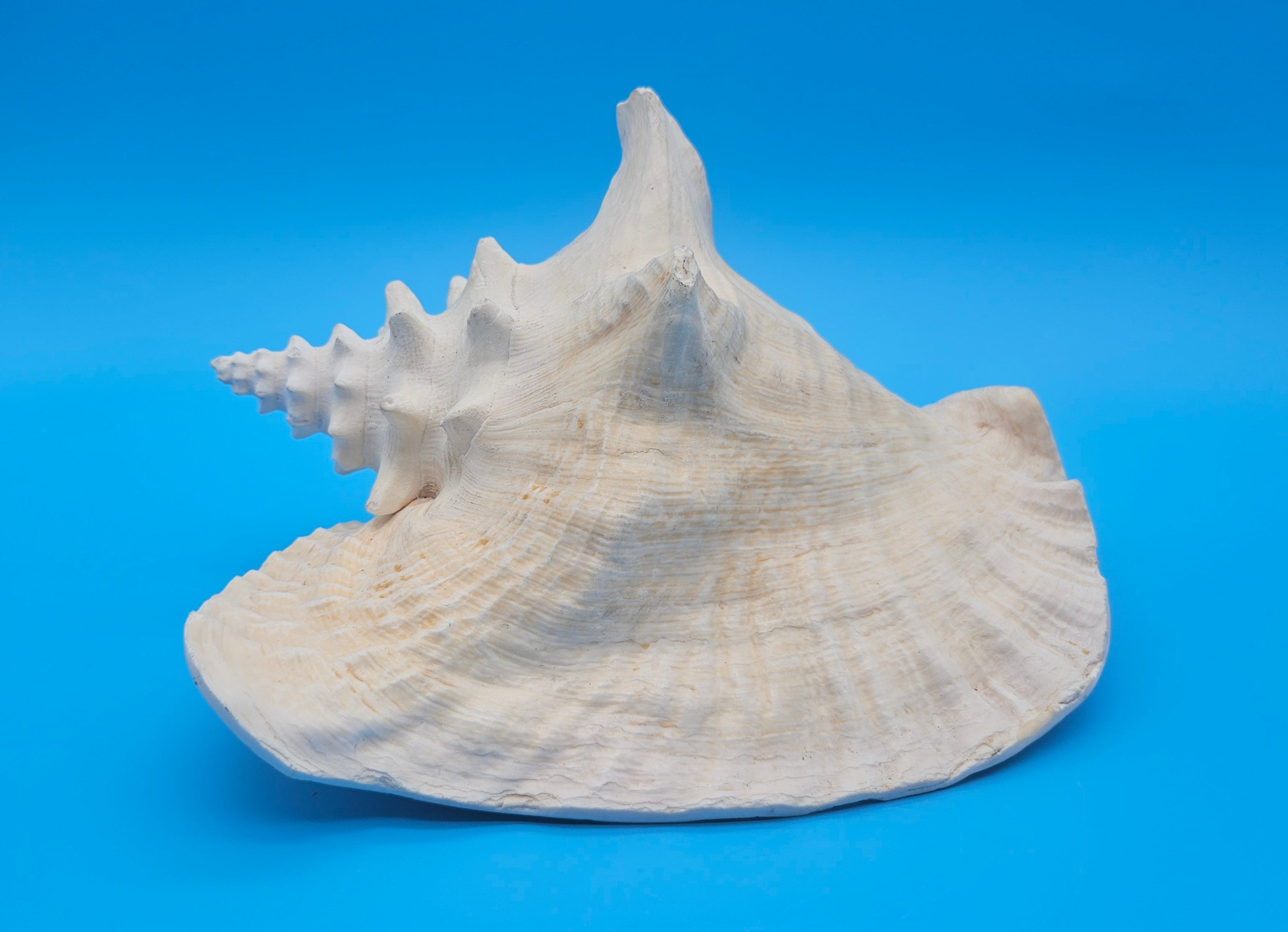 Large white shell on a blue background