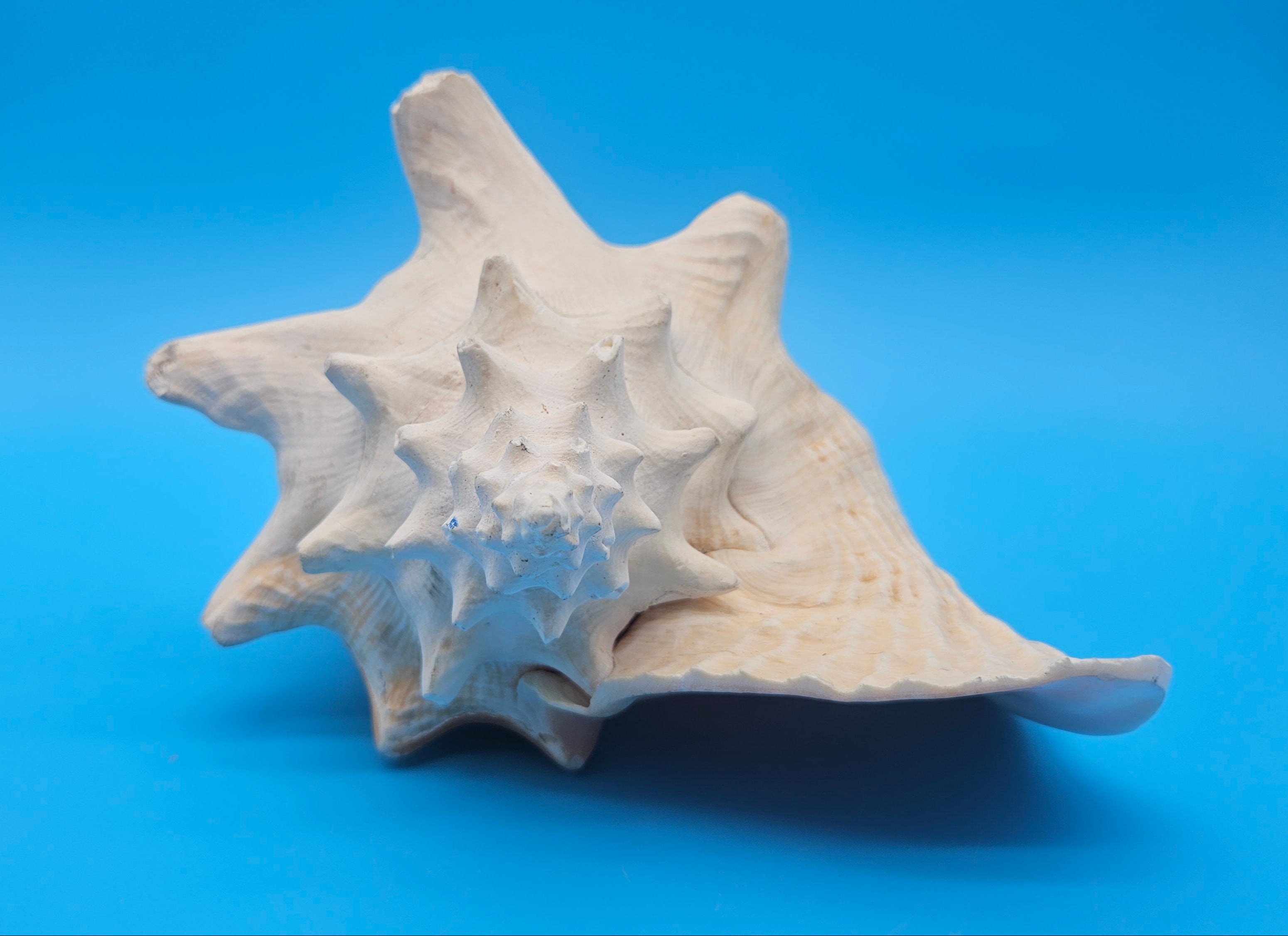 Large conch shell on a blue background