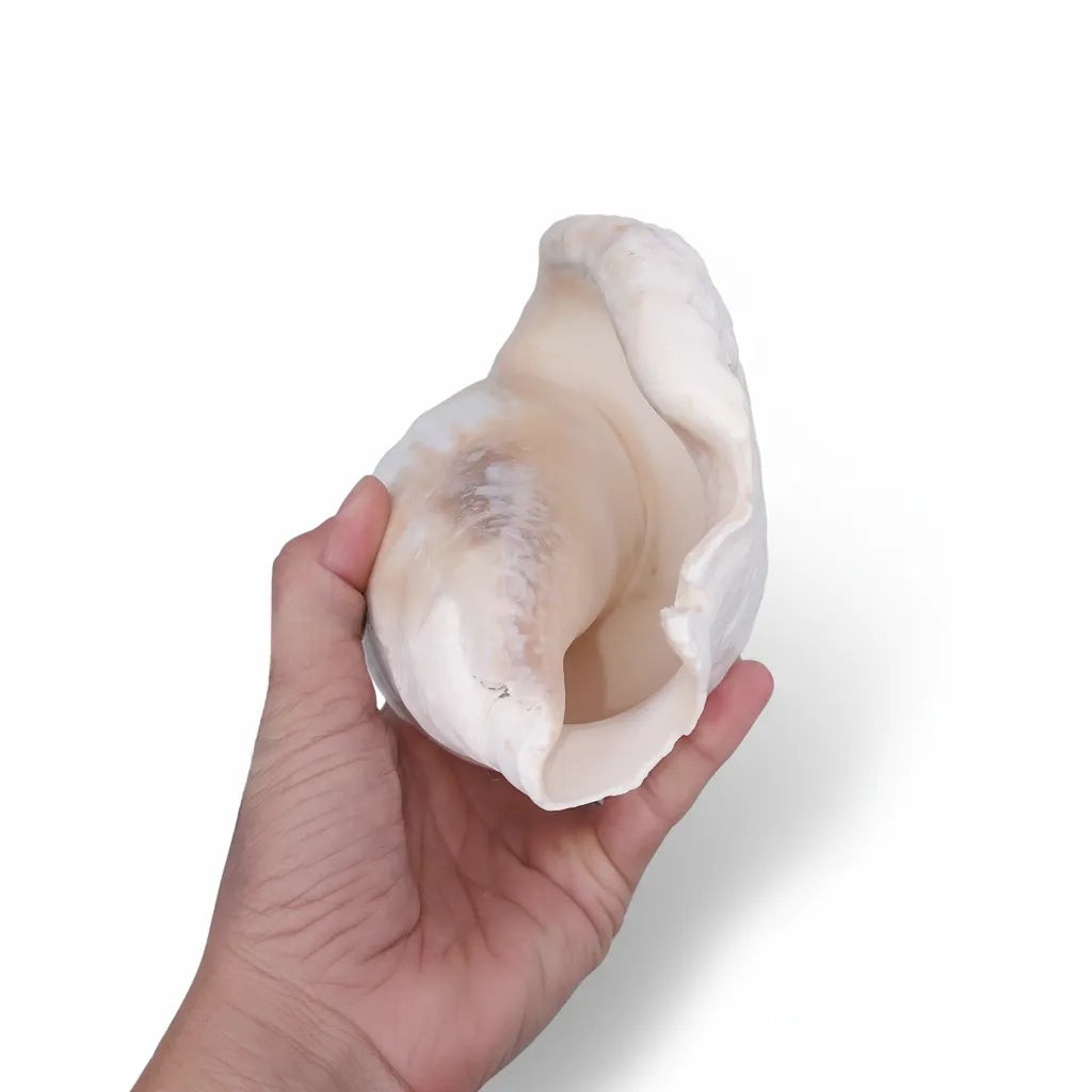 Titanostrombus Galeatus Eastern Pacific Giant Conch Shell