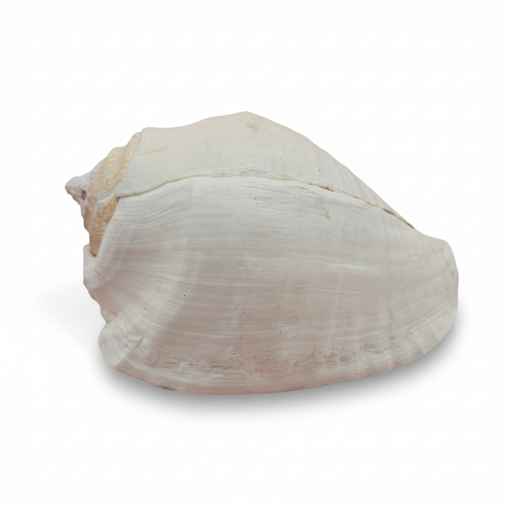 Large white shell on a white background