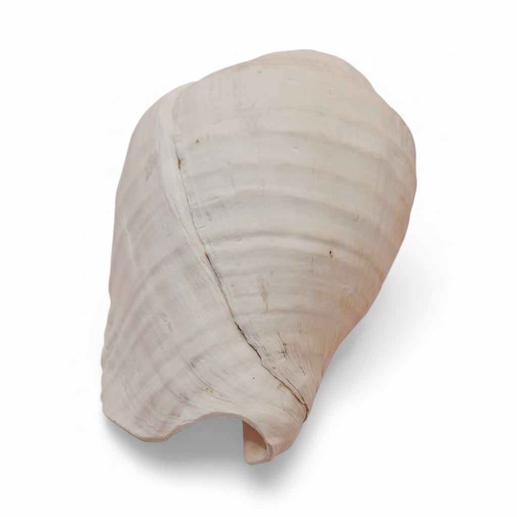 Seashell on a white background
