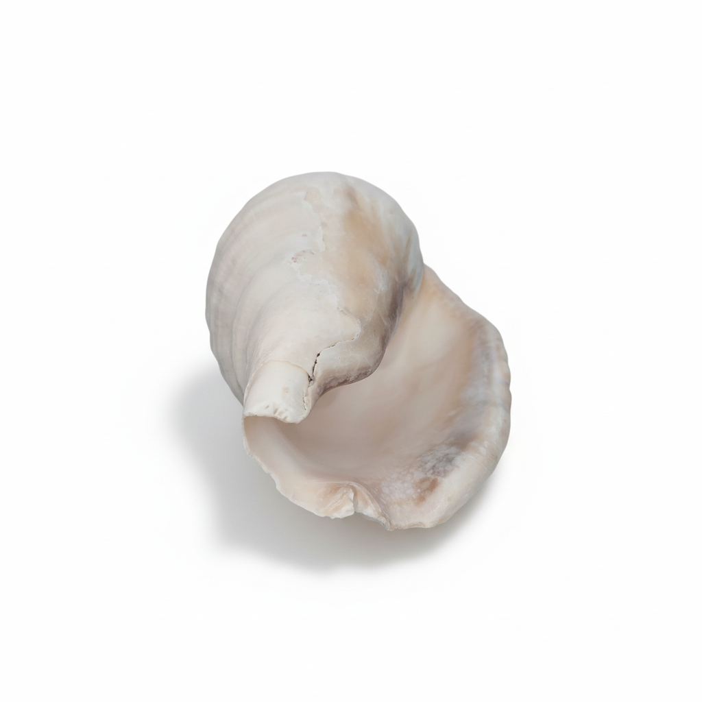 Titanostrombus Galeatus Eastern Pacific Giant Conch Shell