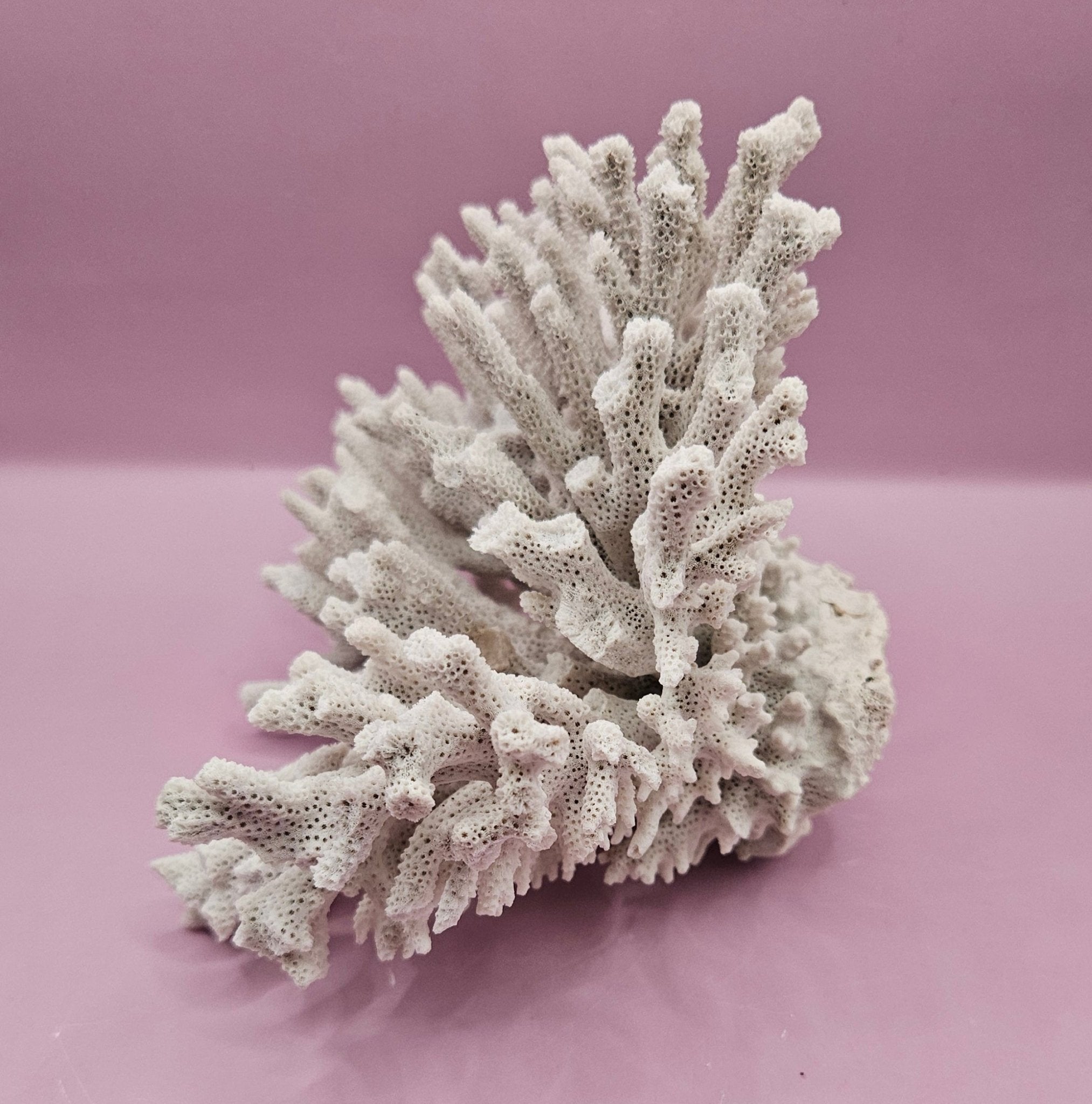 Vintage Elkhorn Coral Specimen - Natural Coastal Decor (7x6.5x5)