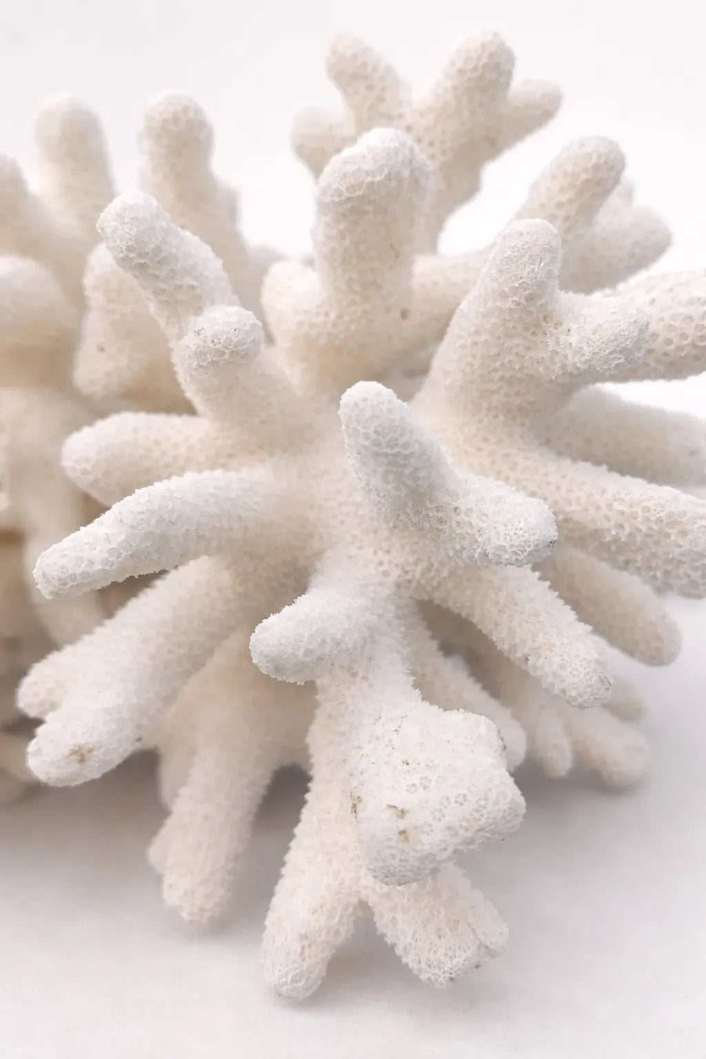 Vintage Elkhorn Coral Specimen - Natural Coastal Decor 8x5.75x4.5