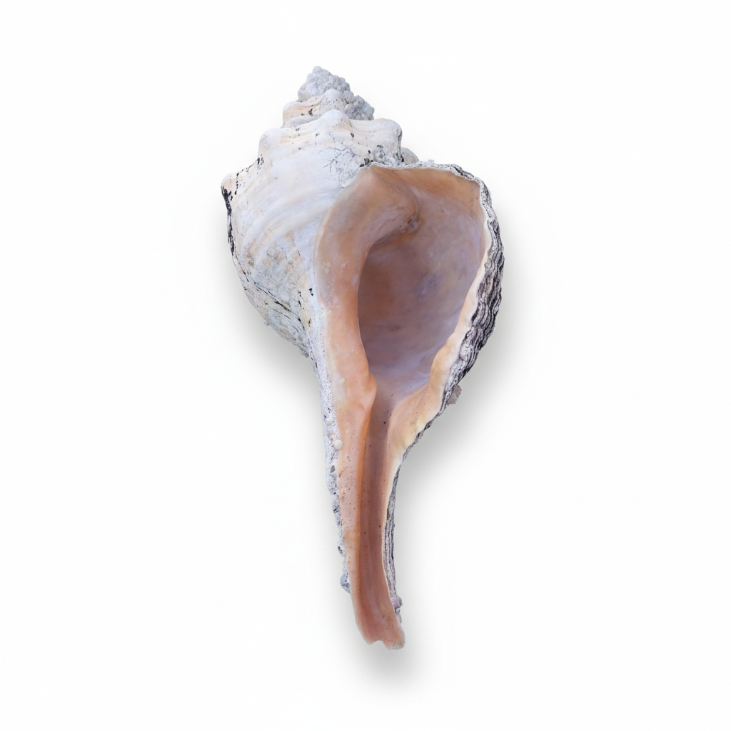 Vintage Horse Conch Shell with Periostracum – Triplofusus giganteus 14" Coastal Display