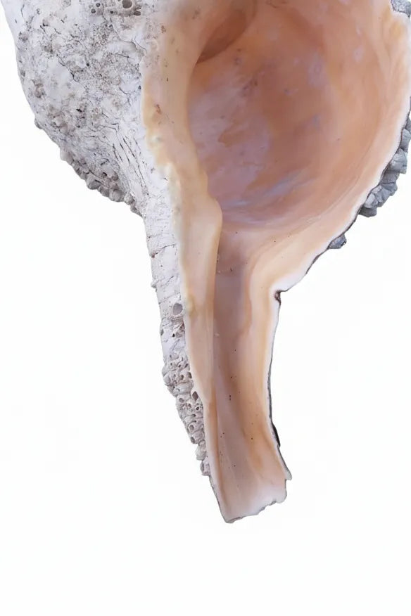 Vintage Horse Conch Shell with Periostracum – Triplofusus giganteus 15" Display Accent